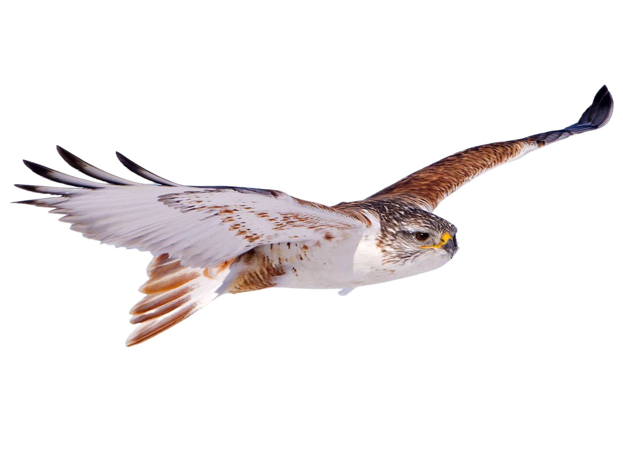 A photo of a Ferruginous Hawk (Buteo regalis)