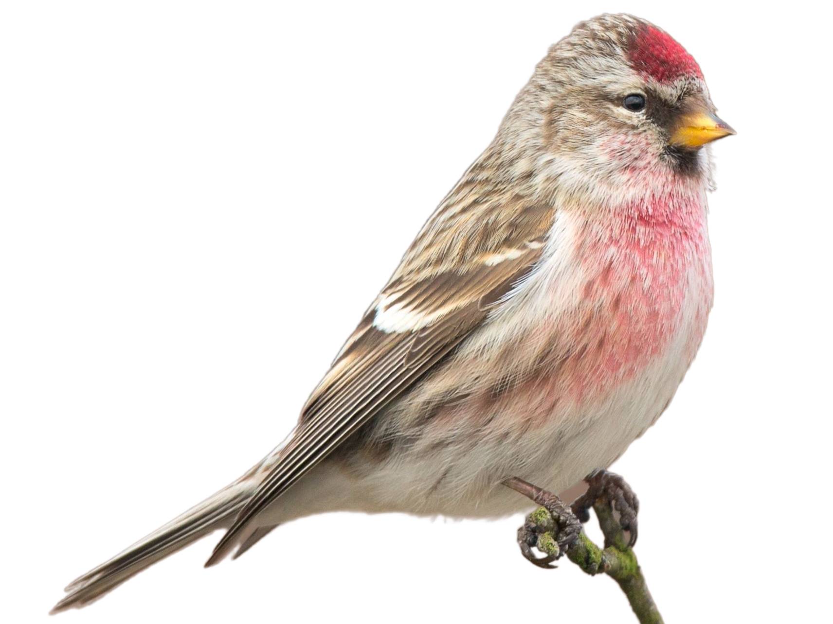 A photo of a Common Redpoll (Acanthis flammea), male