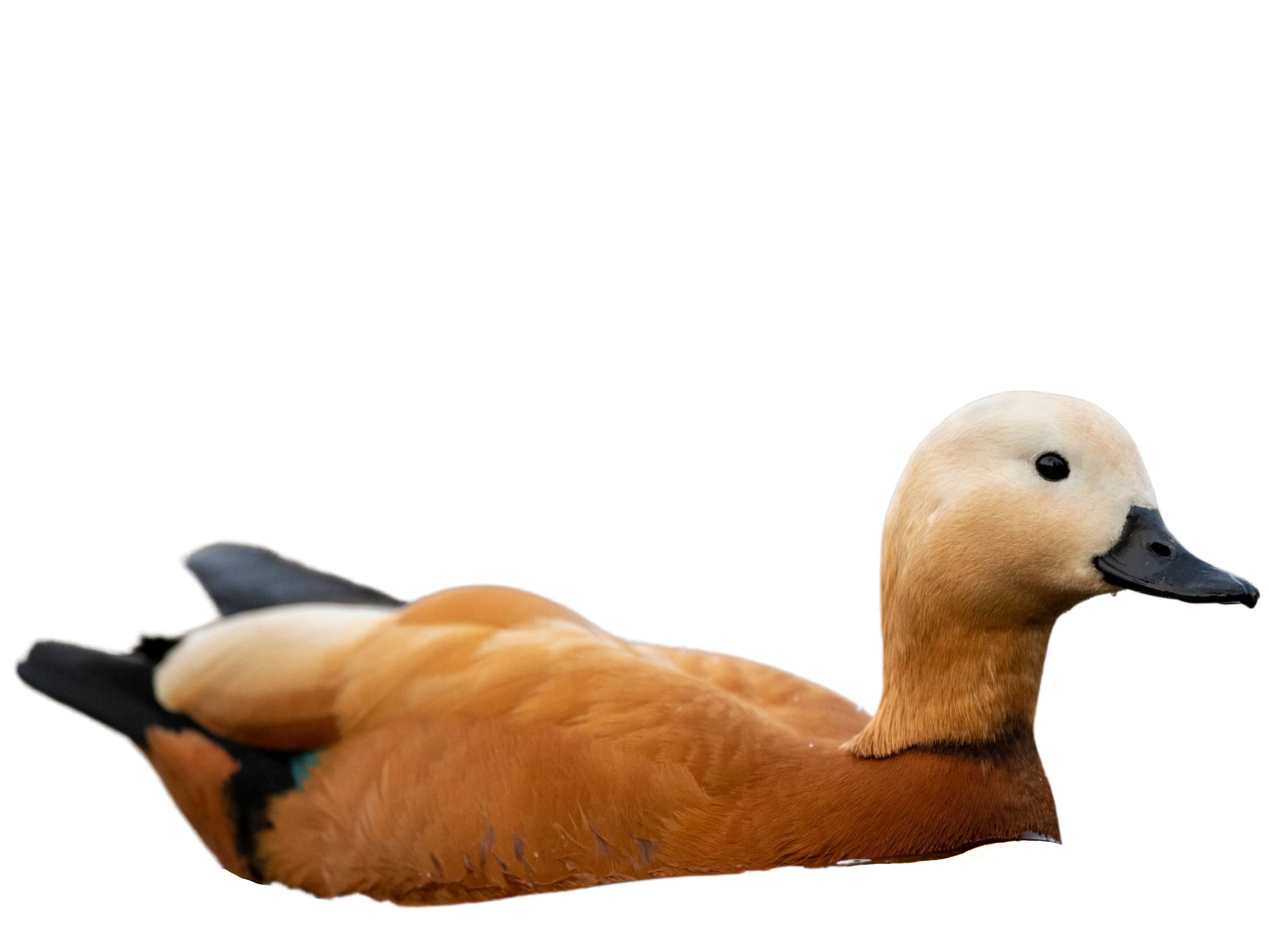 A photo of a Ruddy Shelduck (Tadorna ferruginea), male