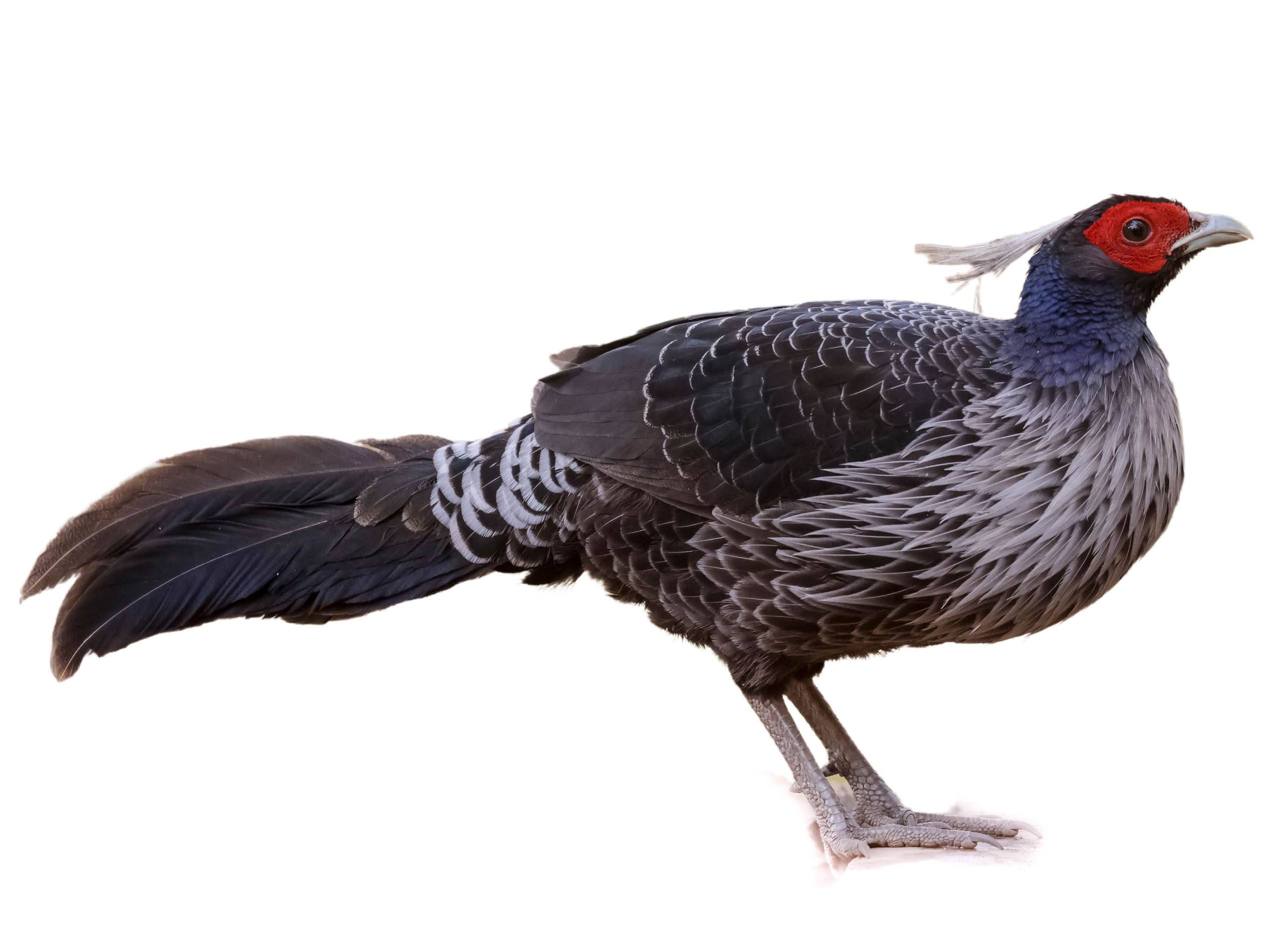 A photo of a Kalij Pheasant (Lophura leucomelanos), male