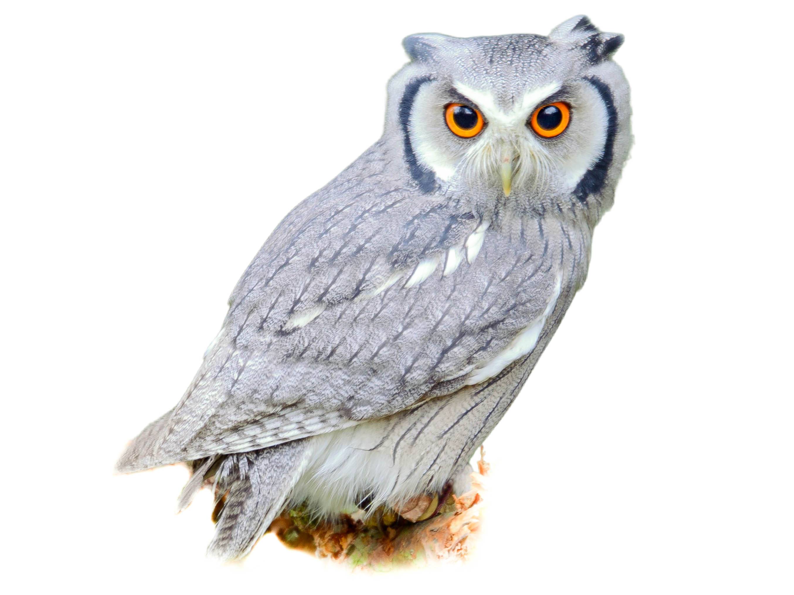 A photo of a Southern White-faced Owl (Ptilopsis granti)