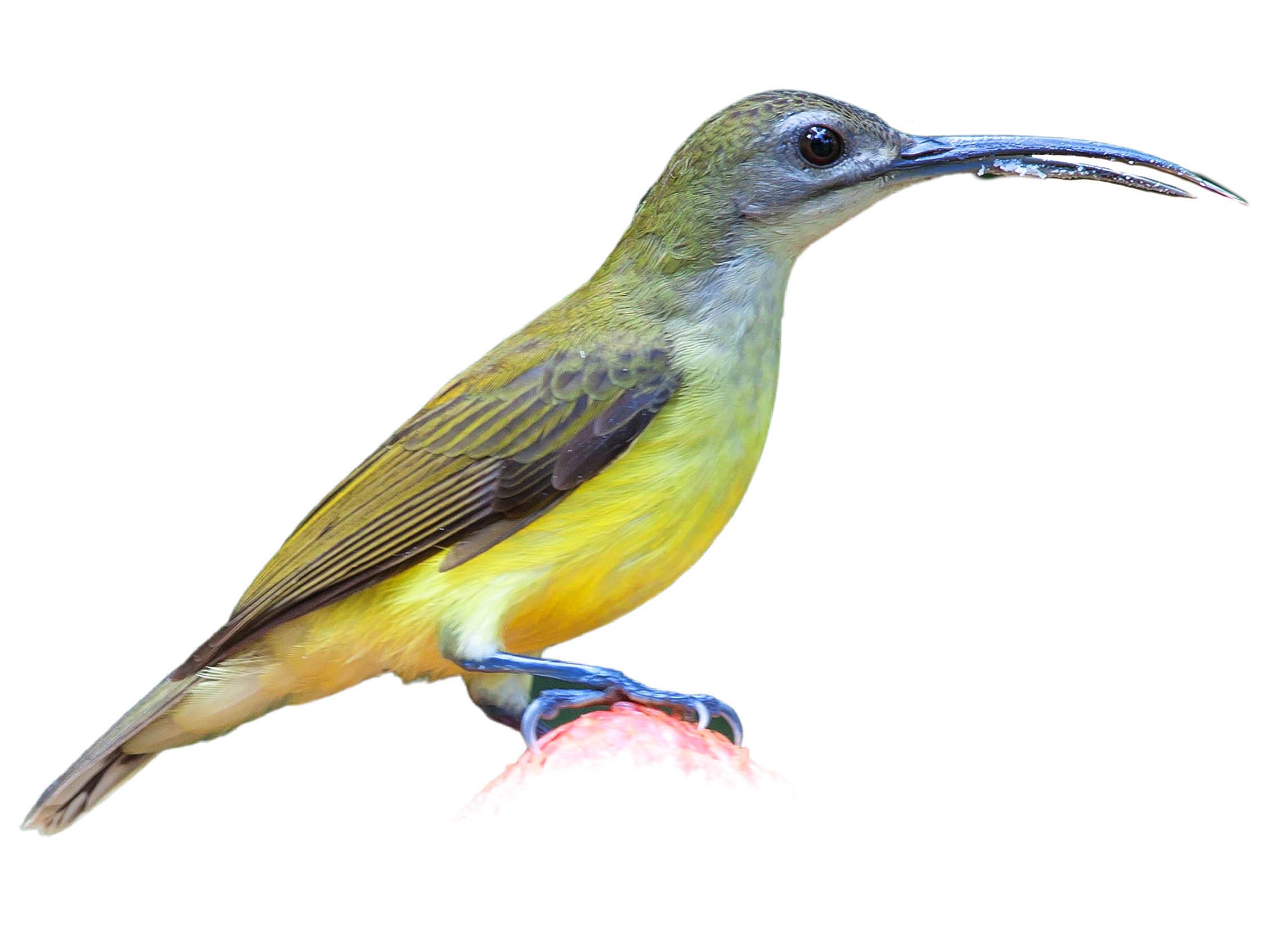 A photo of a Little Spiderhunter (Arachnothera longirostra)