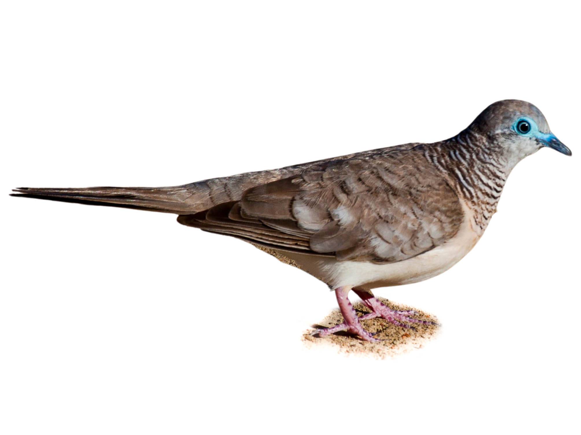 A photo of a Peaceful Dove (Geopelia placida)