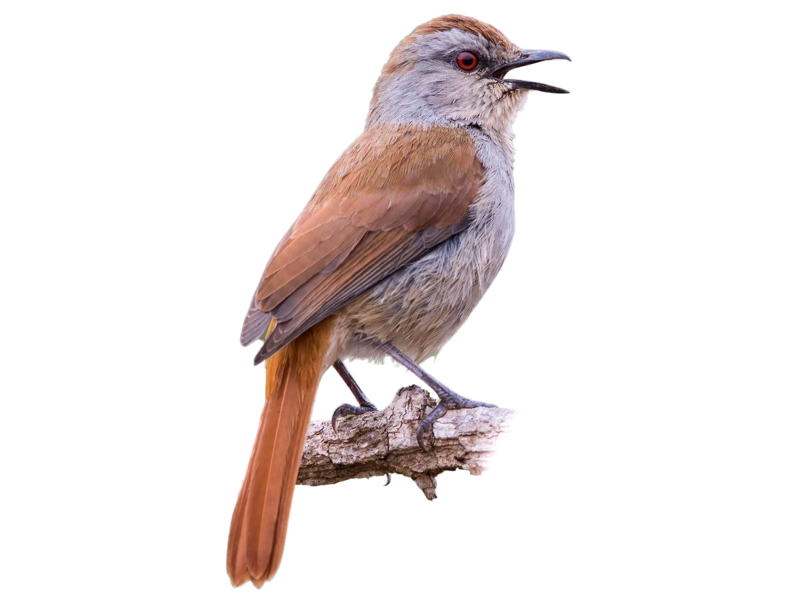 A photo of a Rufous-tailed Palm Thrush (Cichladusa ruficauda)