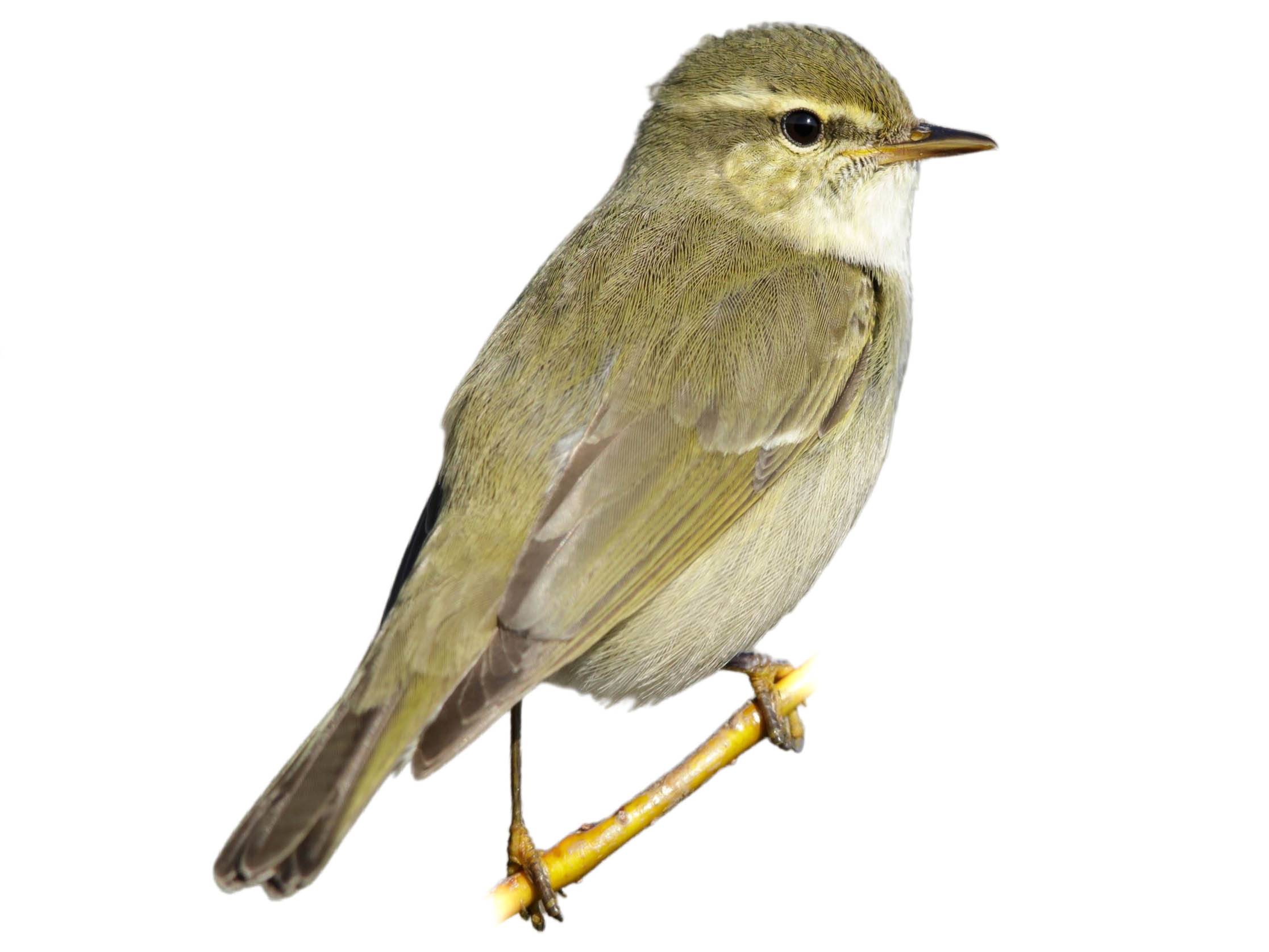 A photo of a Arctic Warbler (Phylloscopus borealis)