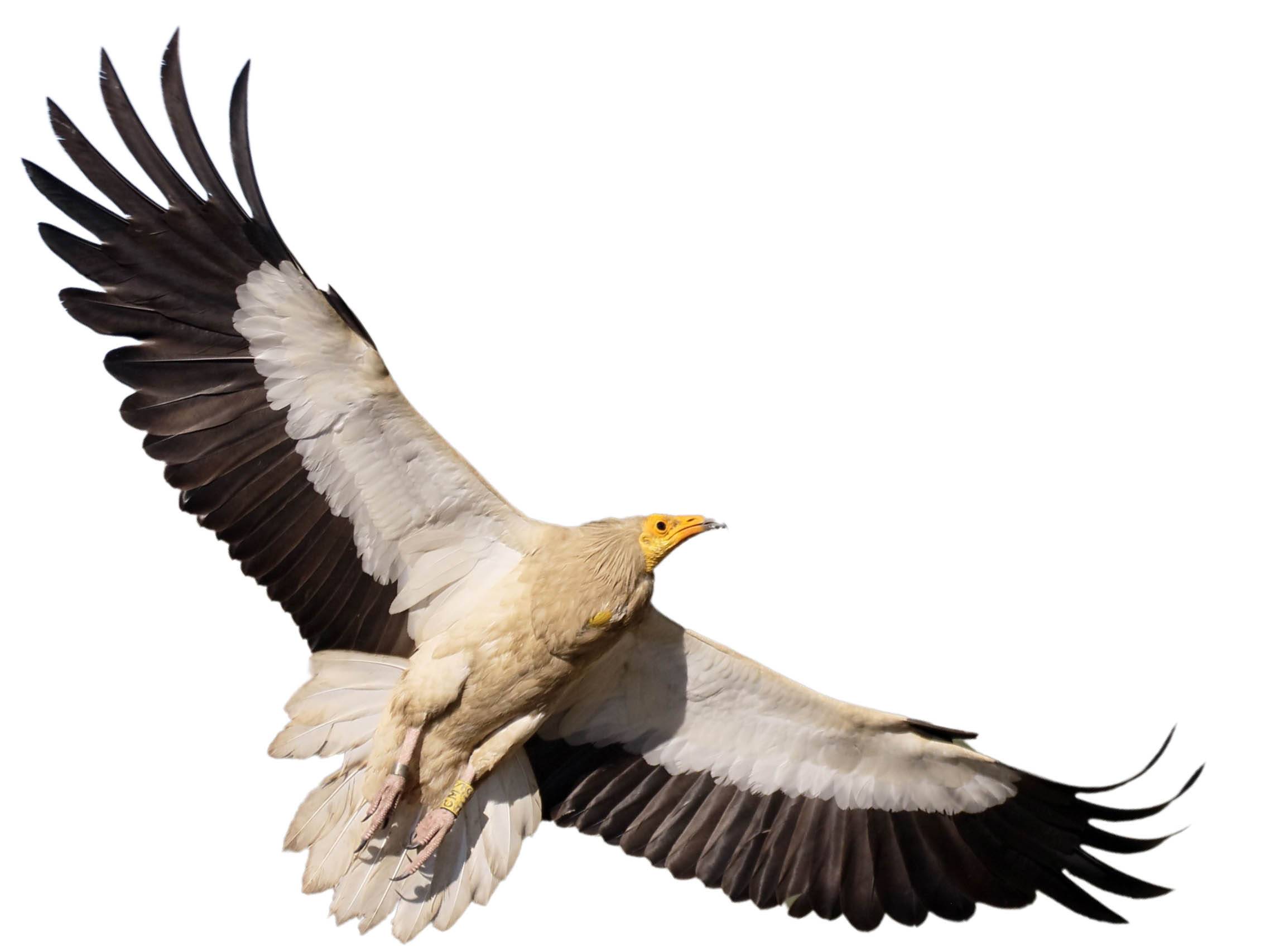 A photo of a Egyptian Vulture (Neophron percnopterus)