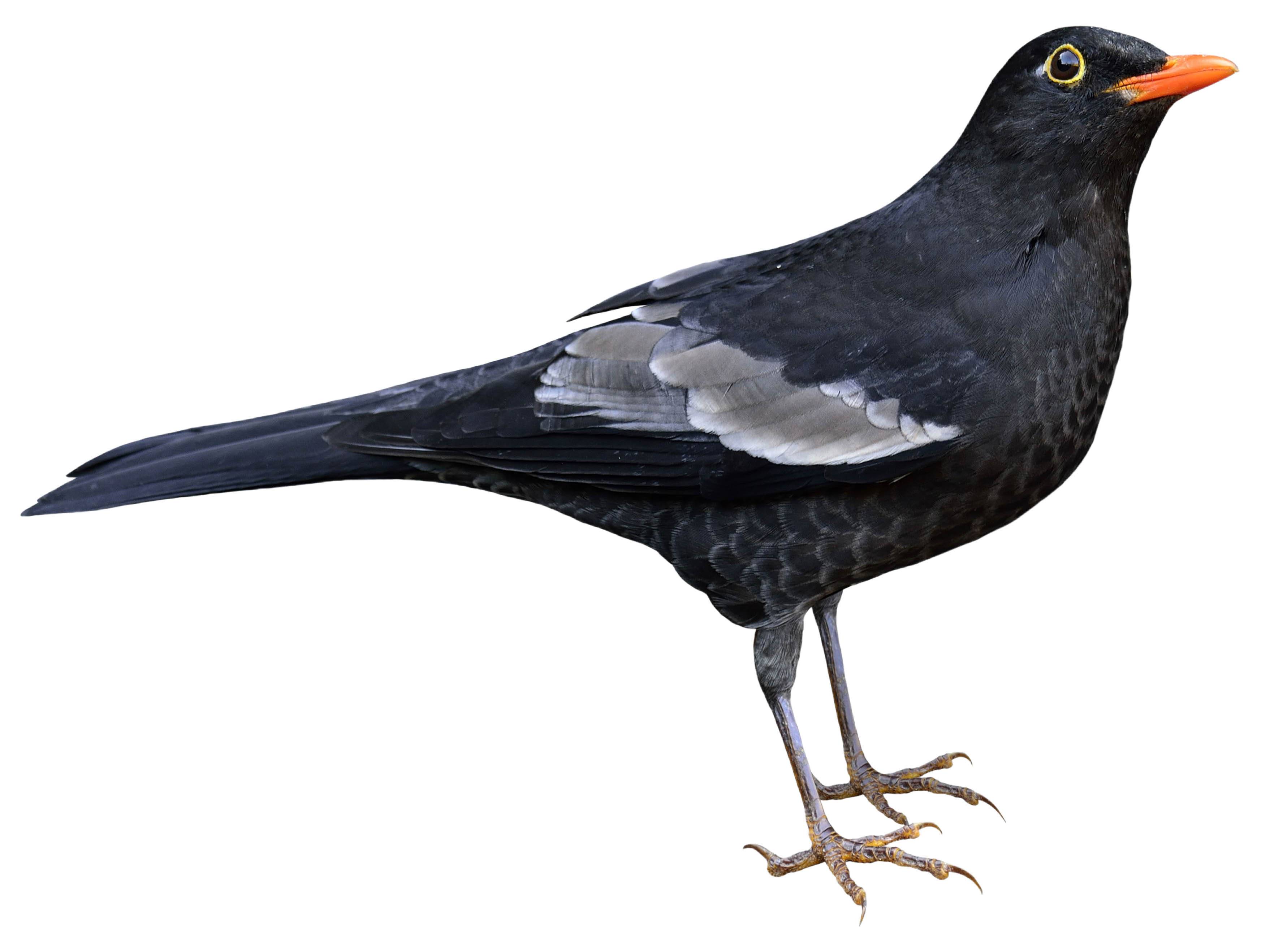 A photo of a Grey-winged Blackbird (Turdus boulboul), male