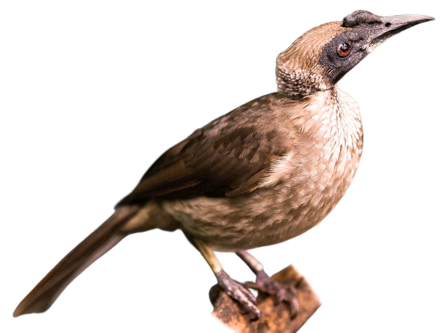 A photo of a Helmeted Friarbird (Philemon buceroides)