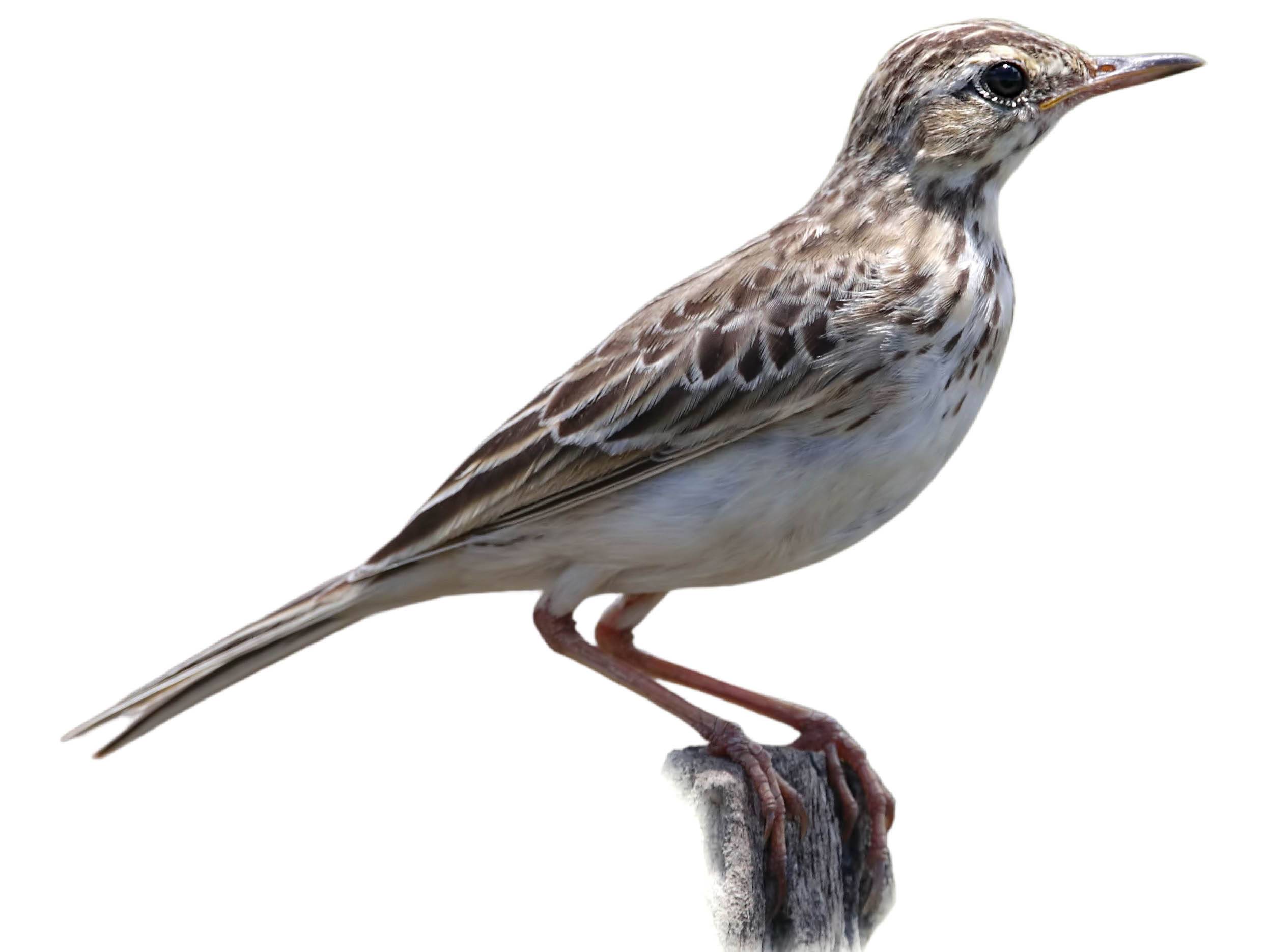 A photo of a Paddyfield Pipit (Anthus rufulus)