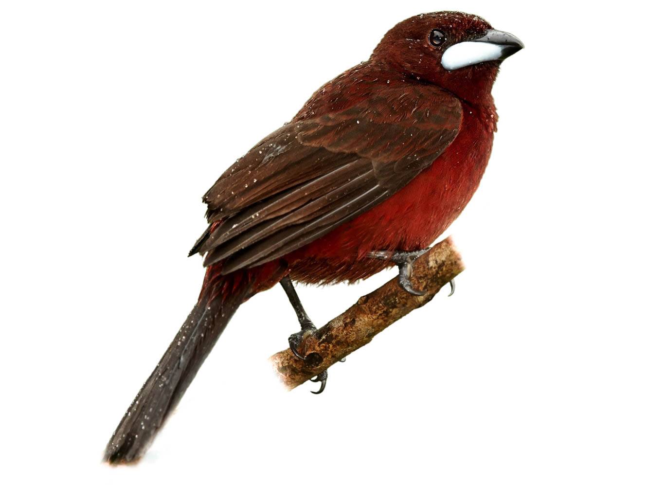 A photo of a Silver-beaked Tanager (Ramphocelus carbo), male