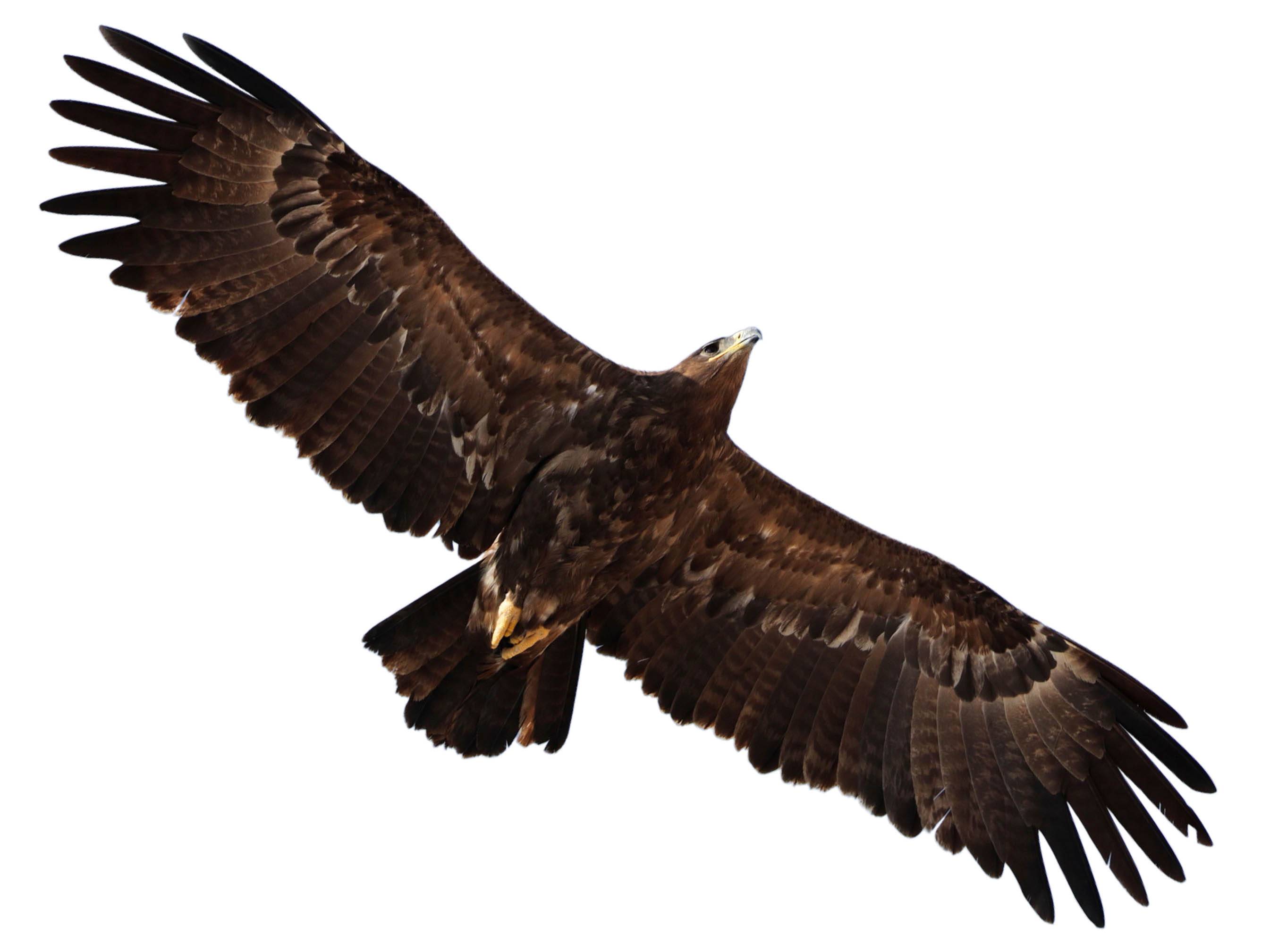 A photo of a Steppe Eagle (Aquila nipalensis)