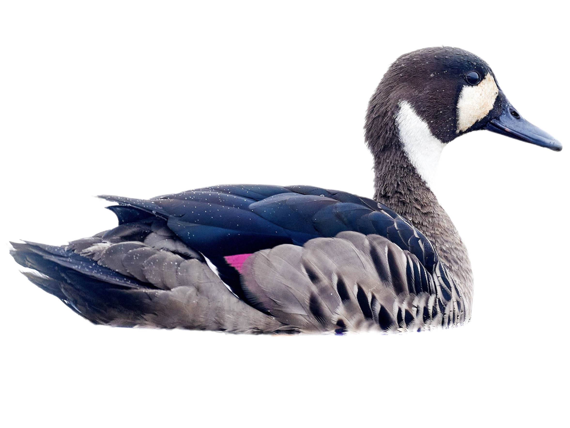 A photo of a Bronze-winged Duck (Speculanas specularis)