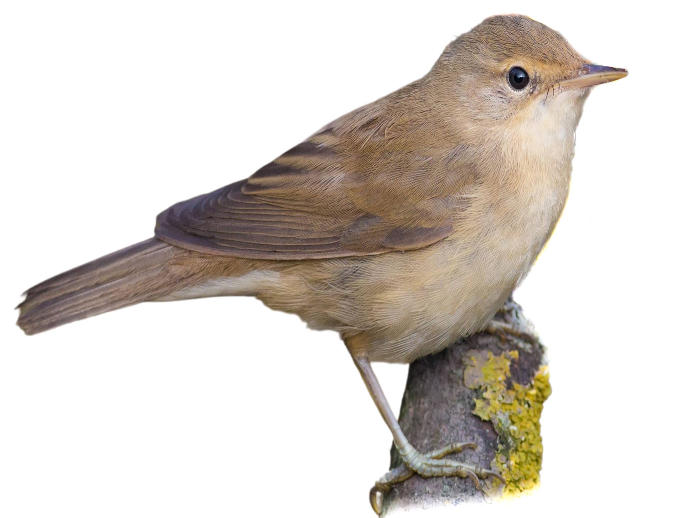 A photo of a Eurasian Reed Warbler (Acrocephalus scirpaceus)