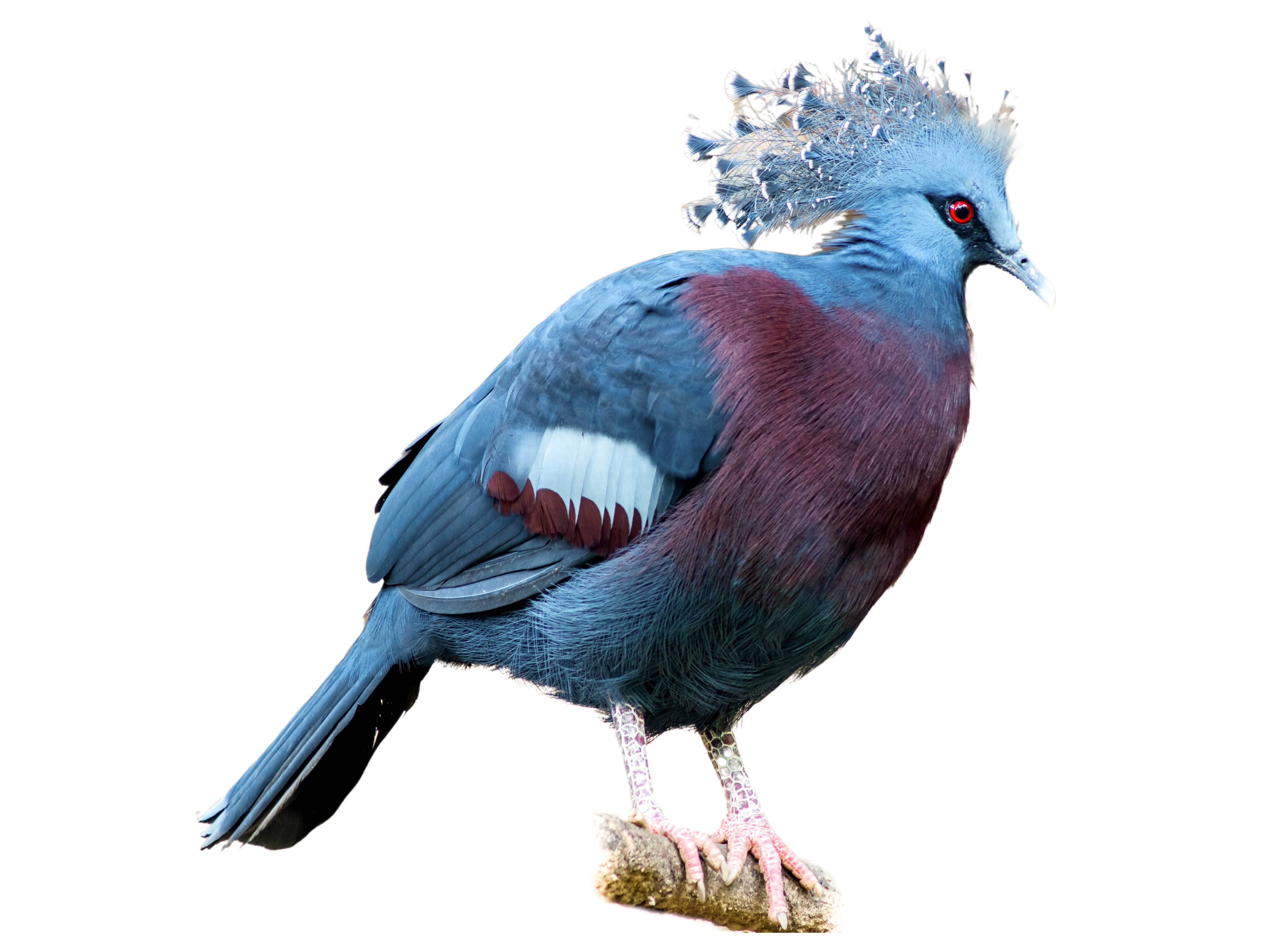 A photo of a Victoria Crowned Pigeon (Goura victoria)