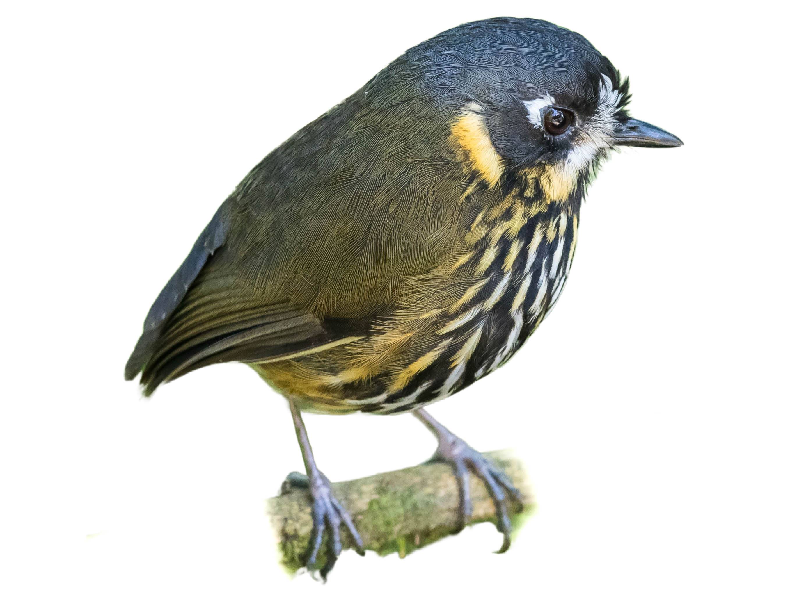 A photo of a Crescent-faced Antpitta (Grallaricula lineifrons)