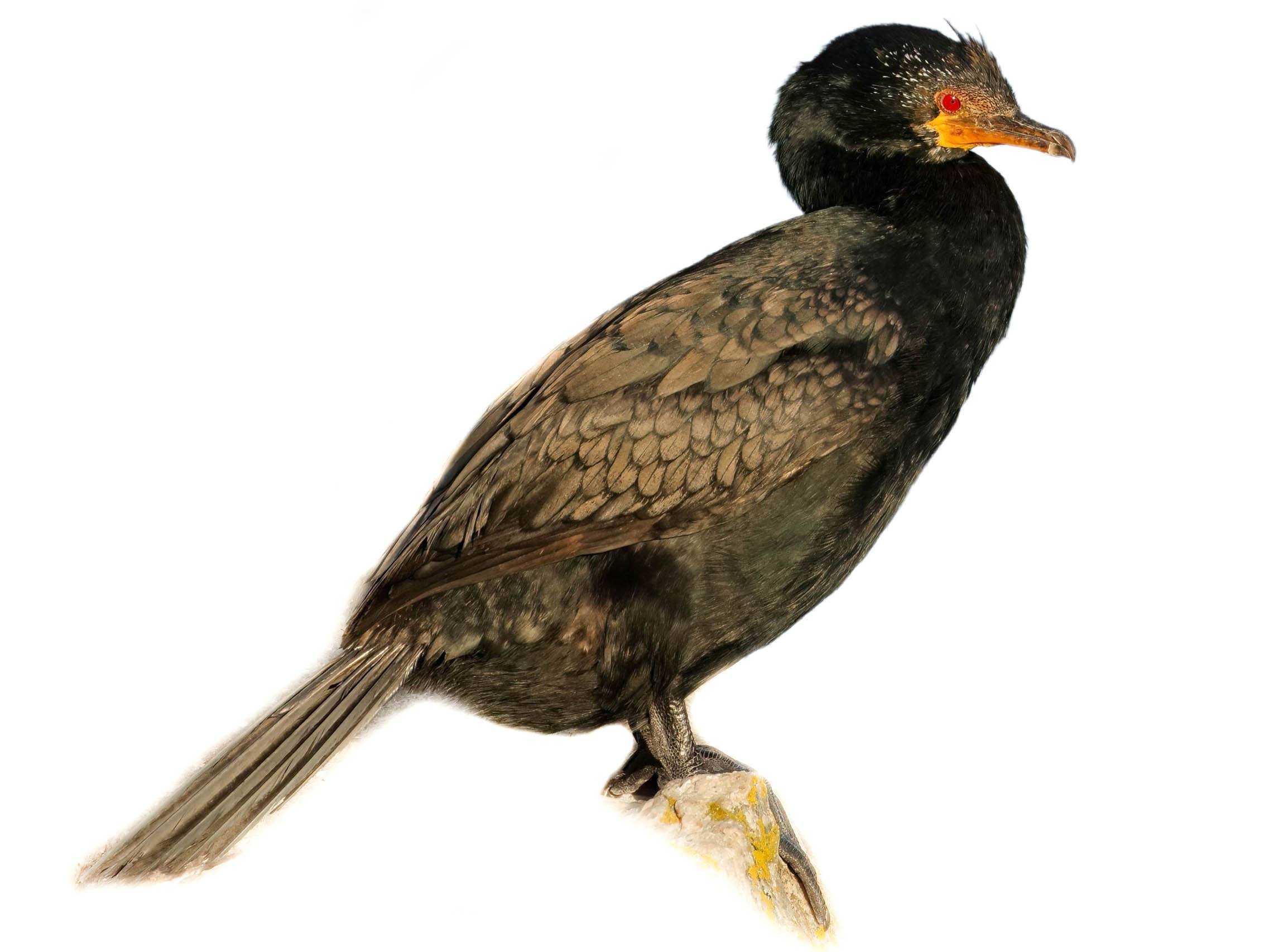 A photo of a Crowned Cormorant (Microcarbo coronatus)