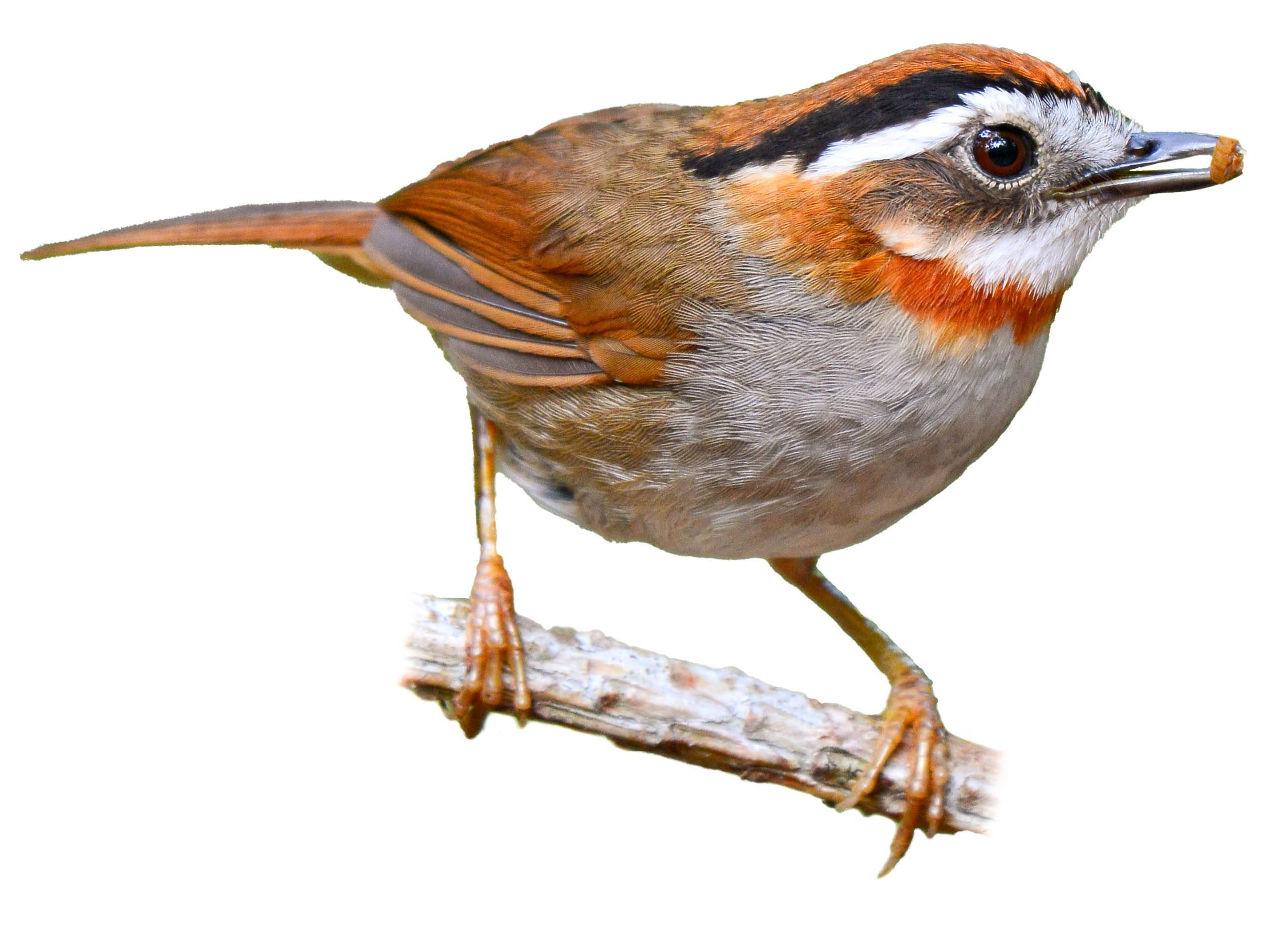 A photo of a Rufous-throated Fulvetta (Schoeniparus rufogularis)