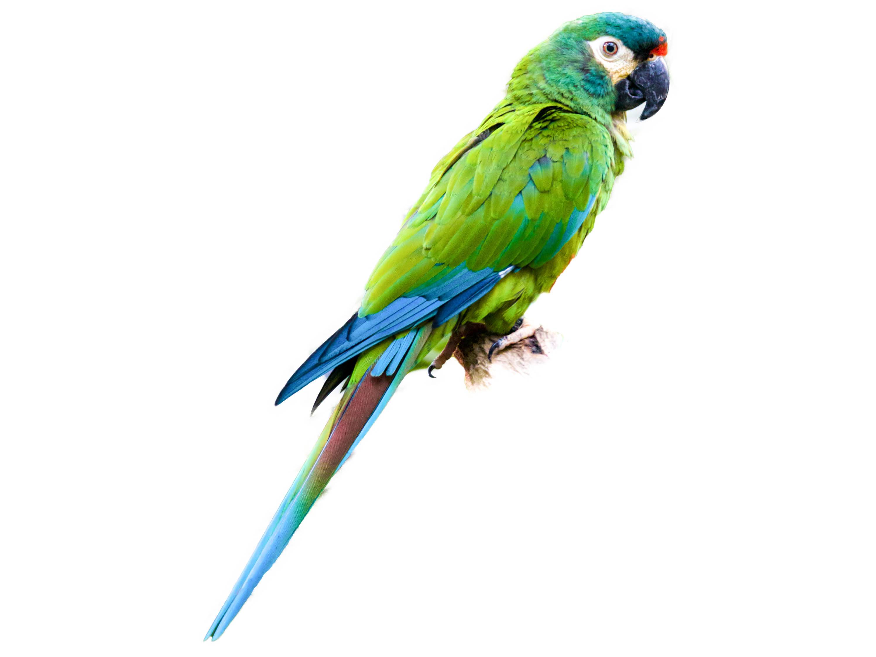 A photo of a Blue-winged Macaw (Primolius maracana)