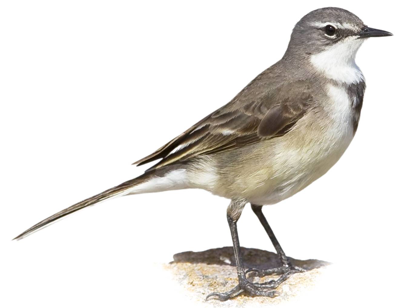 A photo of a Cape Wagtail (Motacilla capensis)