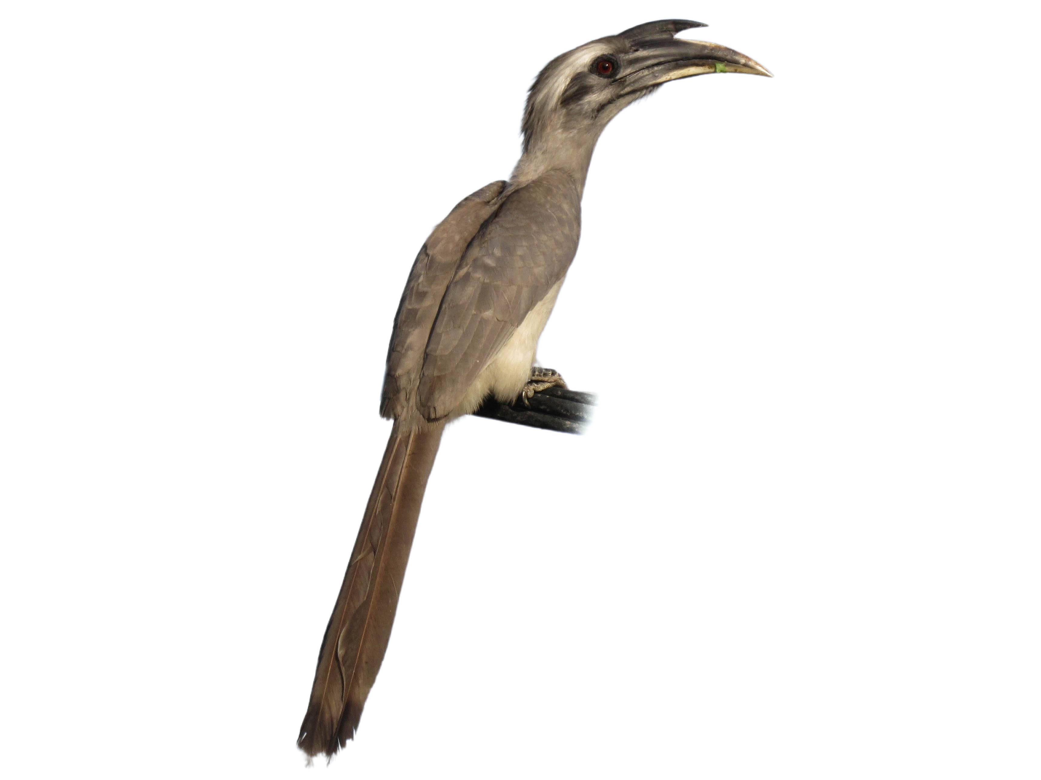 A photo of a Indian Grey Hornbill (Ocyceros birostris)