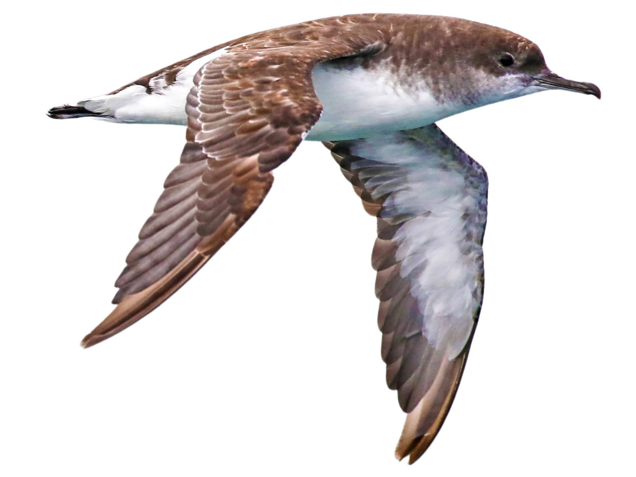 A photo of a Fluttering Shearwater (Puffinus gavia)