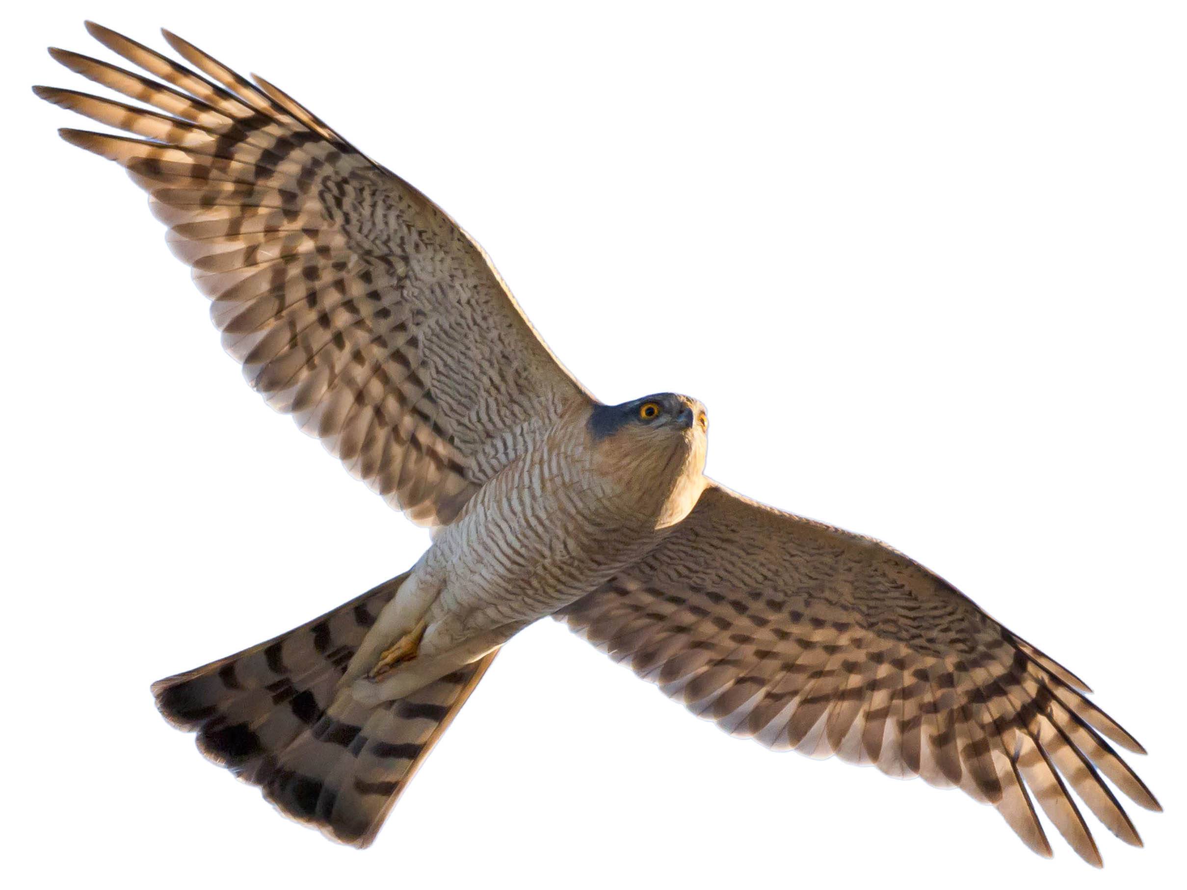 A photo of a Eurasian Sparrowhawk (Accipiter nisus), male