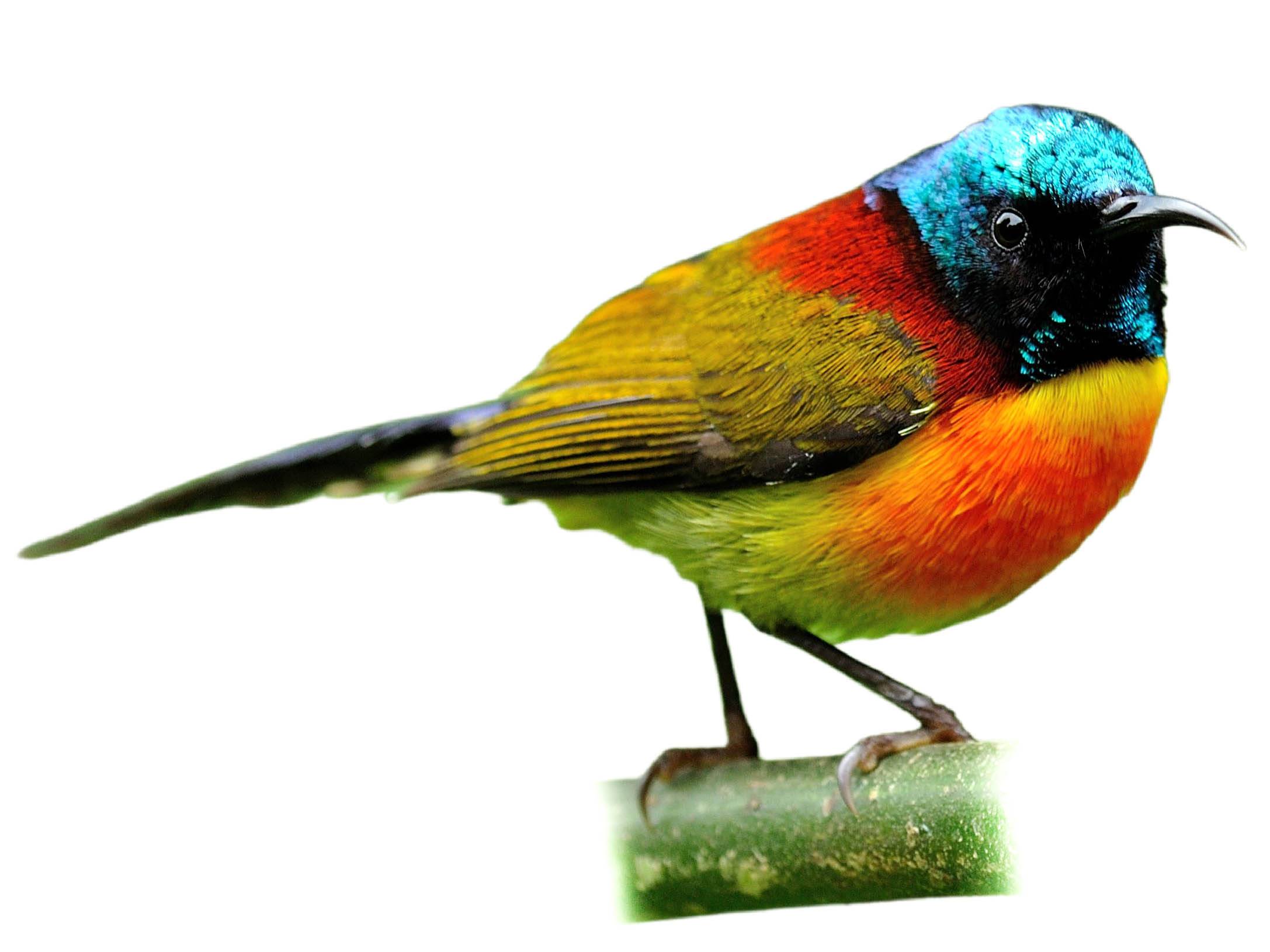 A photo of a Green-tailed Sunbird (Aethopyga nipalensis), male
