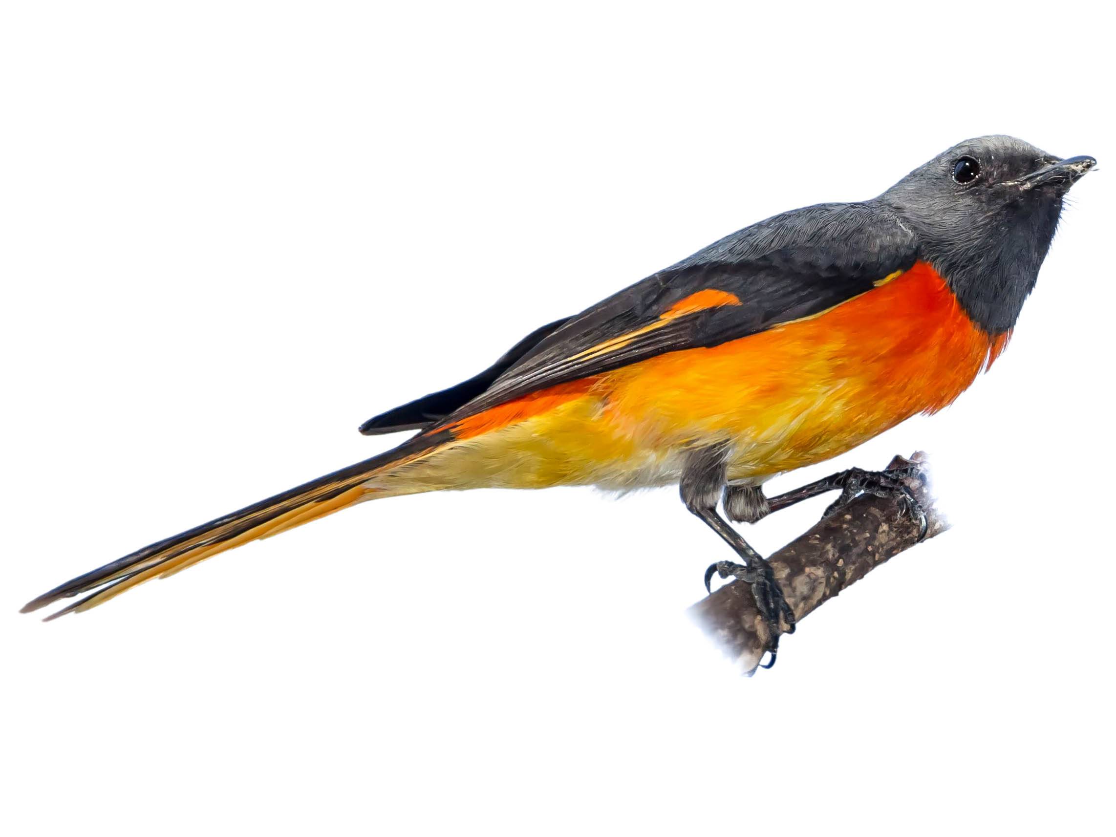 A photo of a Small Minivet (Pericrocotus cinnamomeus), male