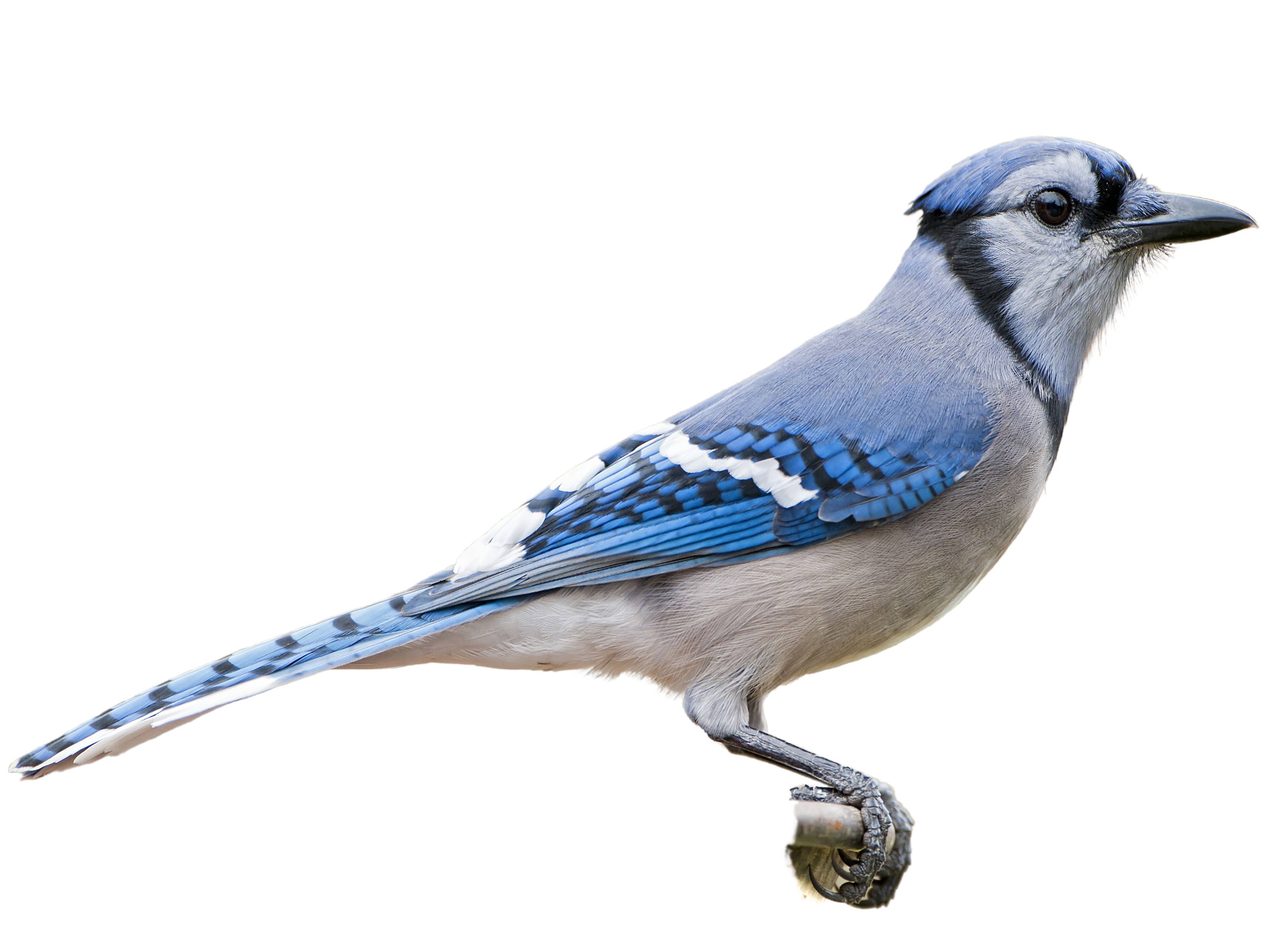 A photo of a Blue Jay (Cyanocitta cristata)