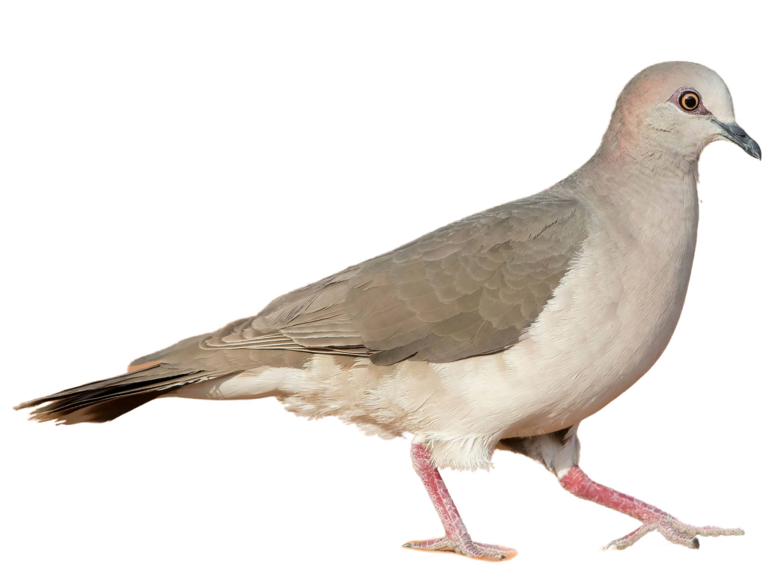 White-tipped Dove (Leptotila verreauxi) identification - Birda