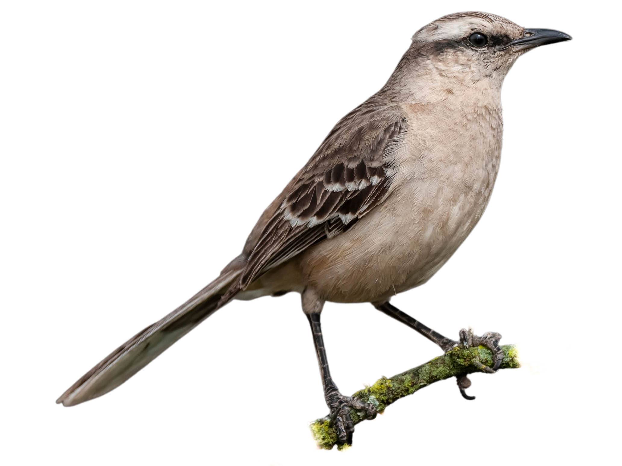 A photo of a Chalk-browed Mockingbird (Mimus saturninus)