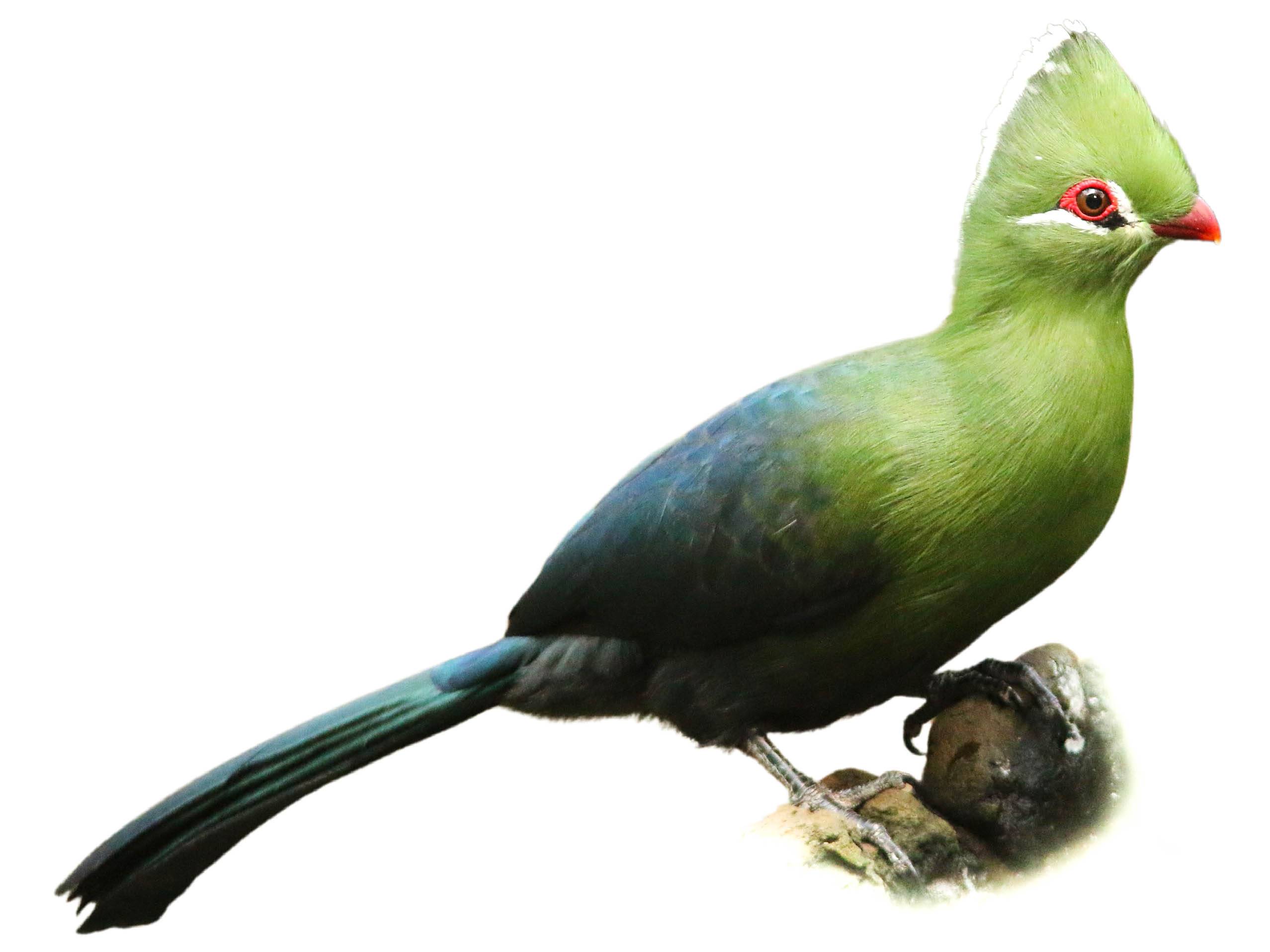 A photo of a Knysna Turaco (Tauraco corythaix)