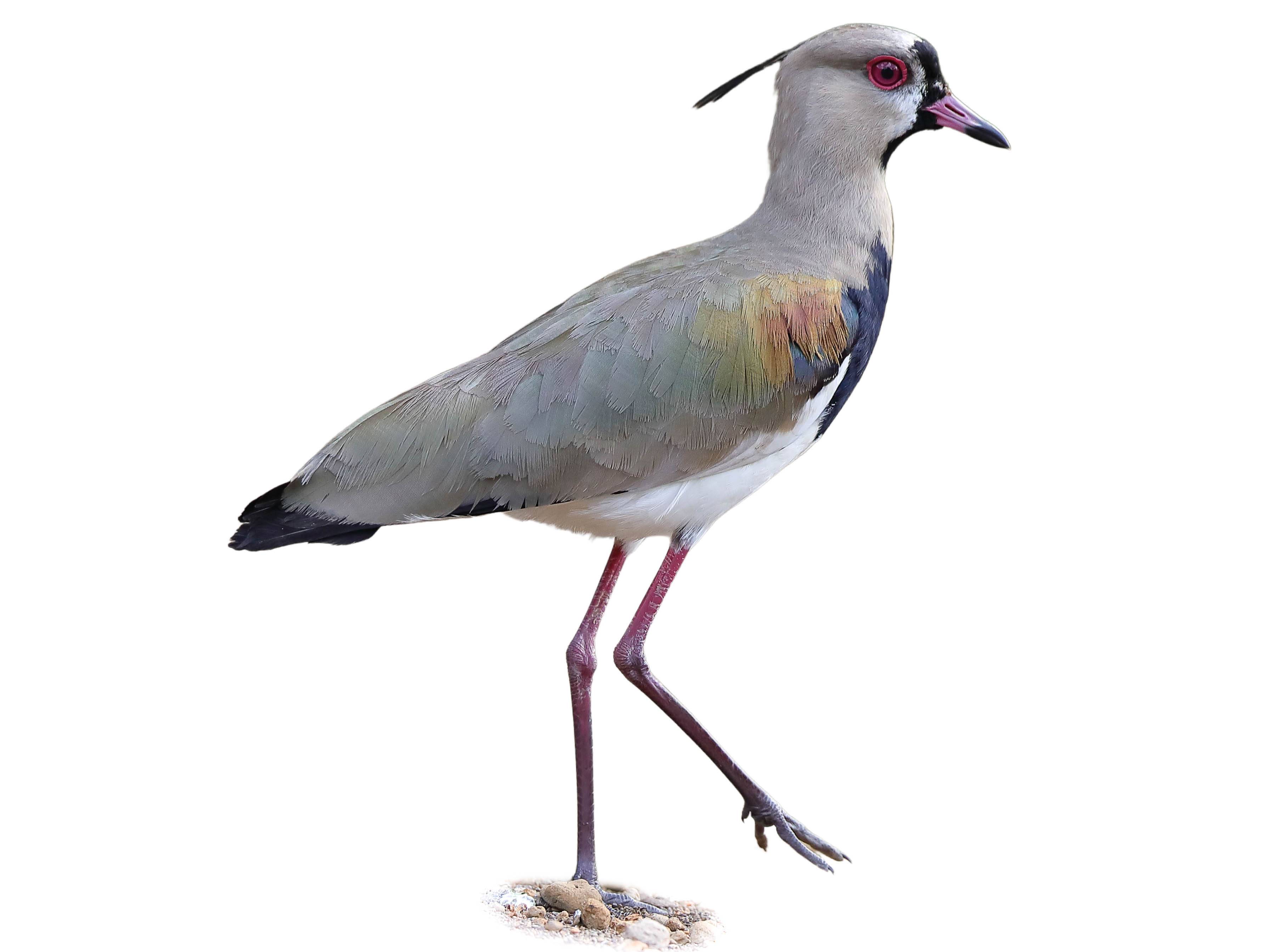 A photo of a Southern Lapwing (Vanellus chilensis)