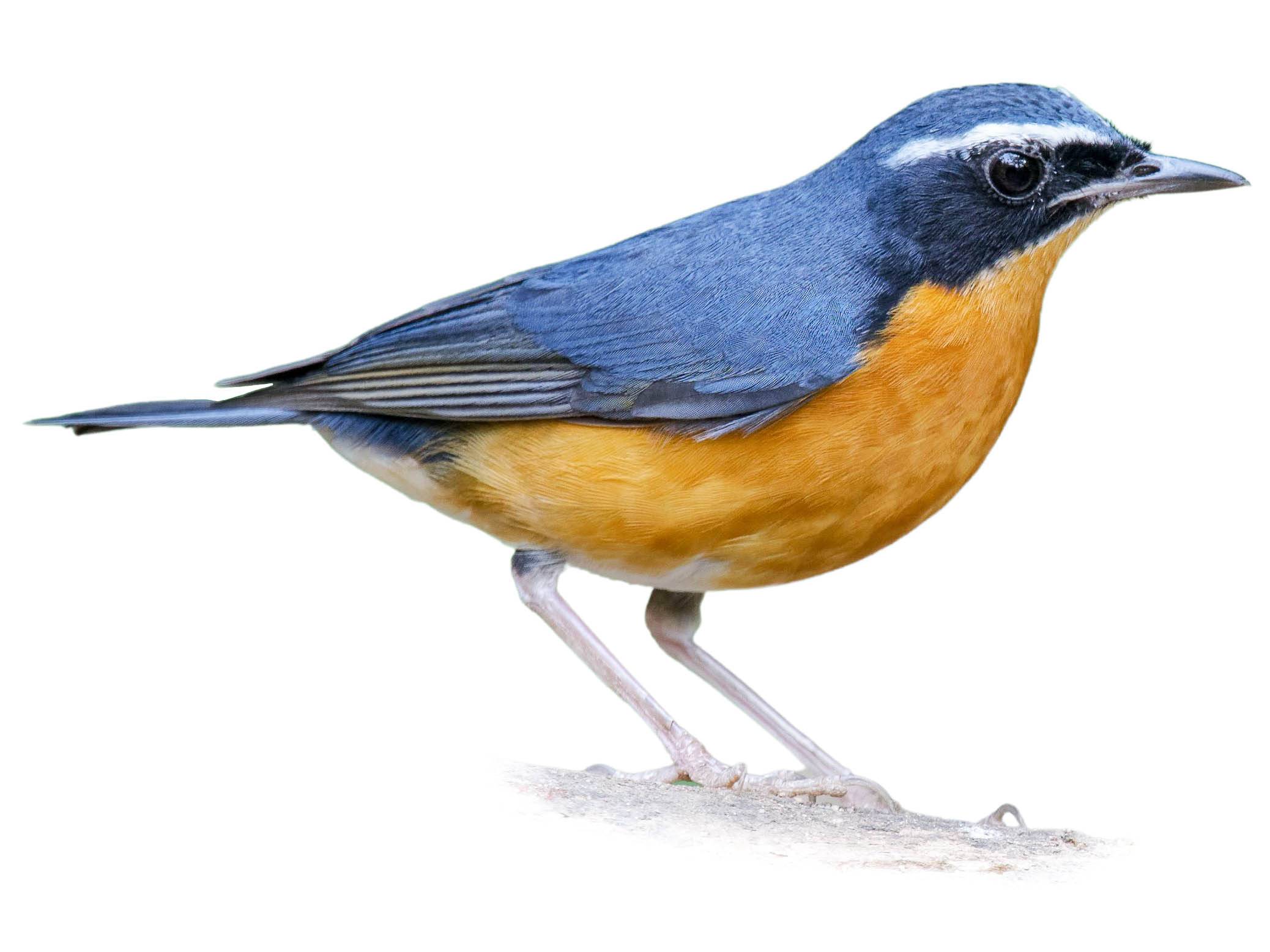 A photo of a Indian Blue Robin (Larvivora brunnea), male