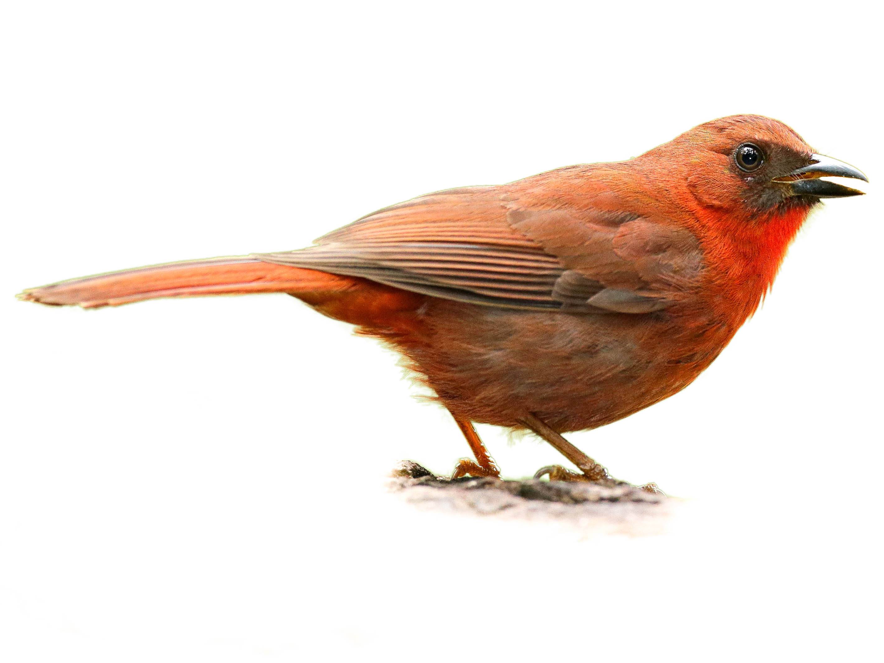 A photo of a Red-throated Ant Tanager (Habia fuscicauda), male