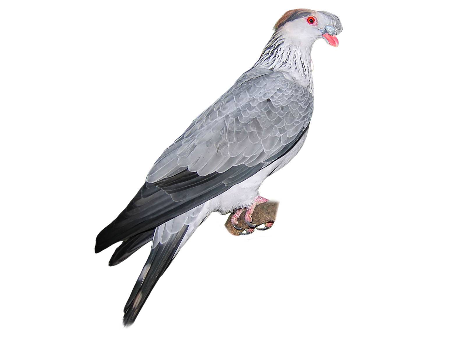 A photo of a Topknot Pigeon (Lopholaimus antarcticus)