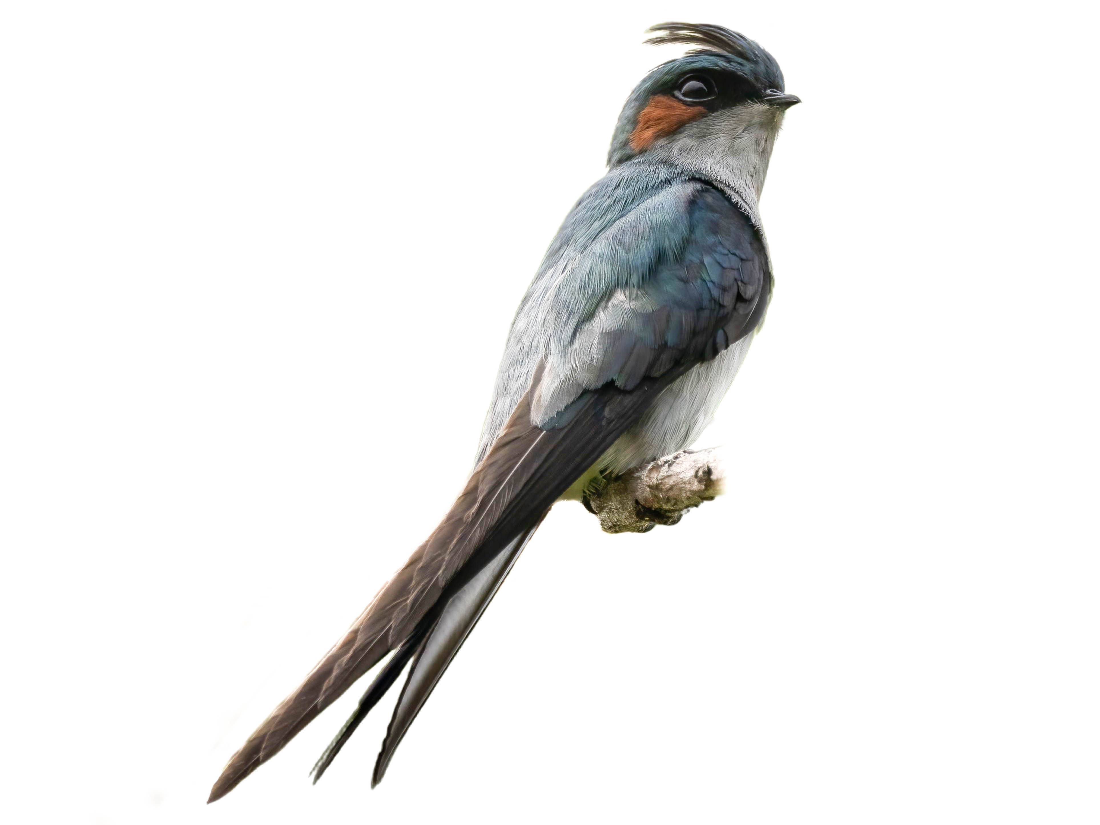 A photo of a Grey-rumped Treeswift (Hemiprocne longipennis), male