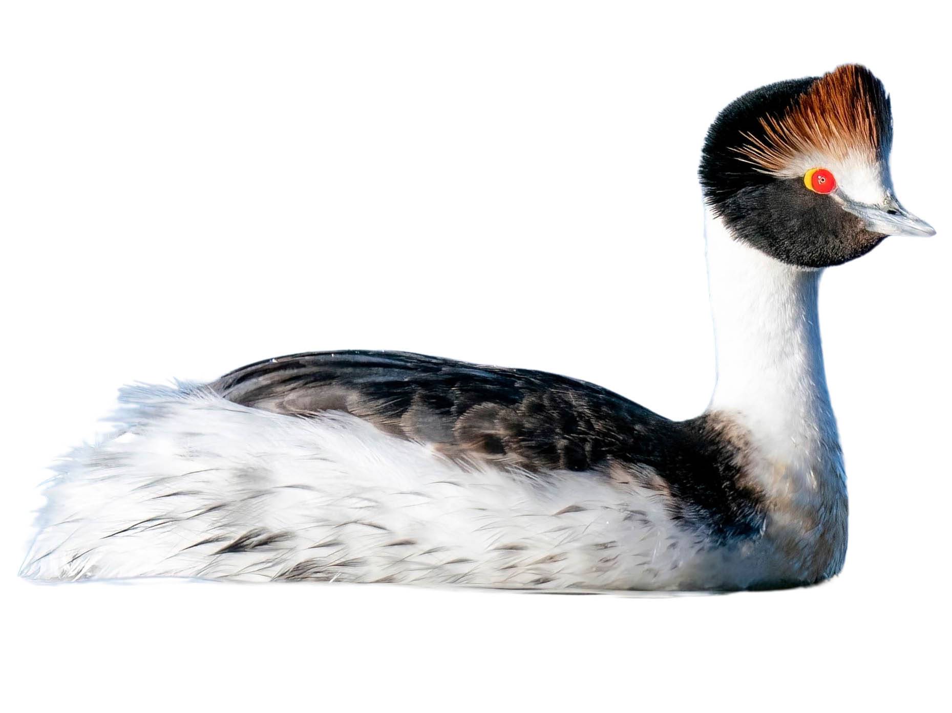 A photo of a Hooded Grebe (Podiceps gallardoi)