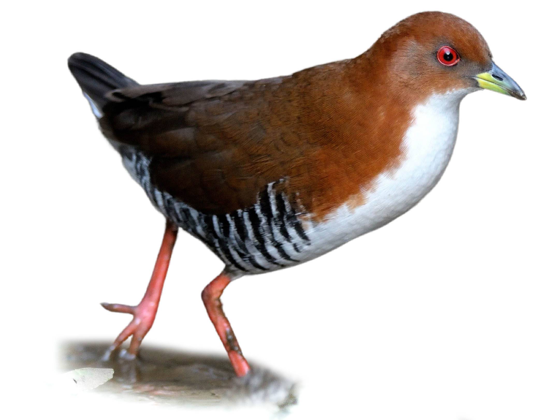 A photo of a Red-and-white Crake (Laterallus leucopyrrhus)