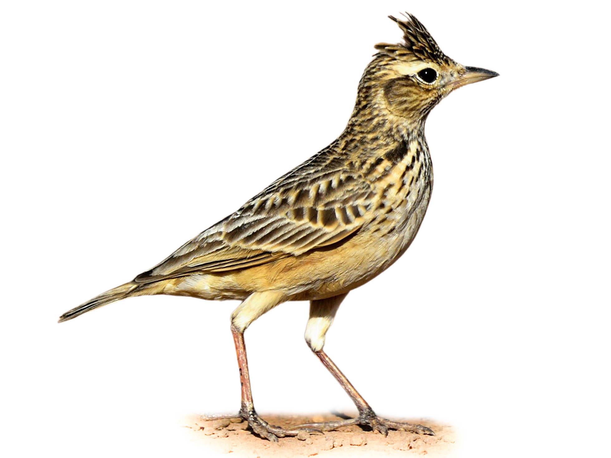 A photo of a Oriental Skylark (Alauda gulgula)