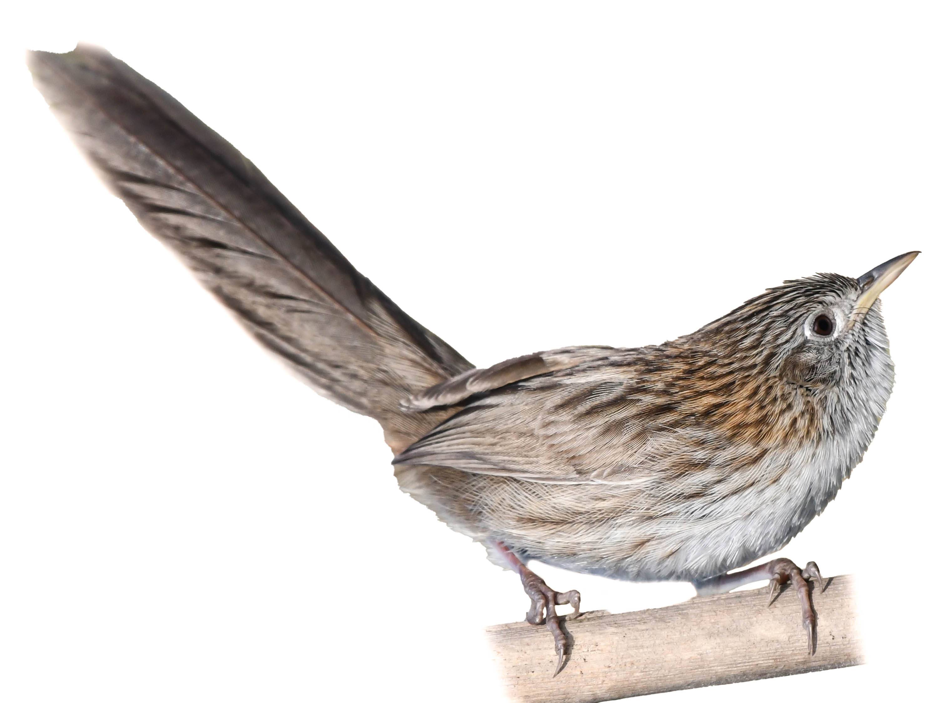 A photo of a Rufous-vented Grass Babbler (Laticilla burnesii)