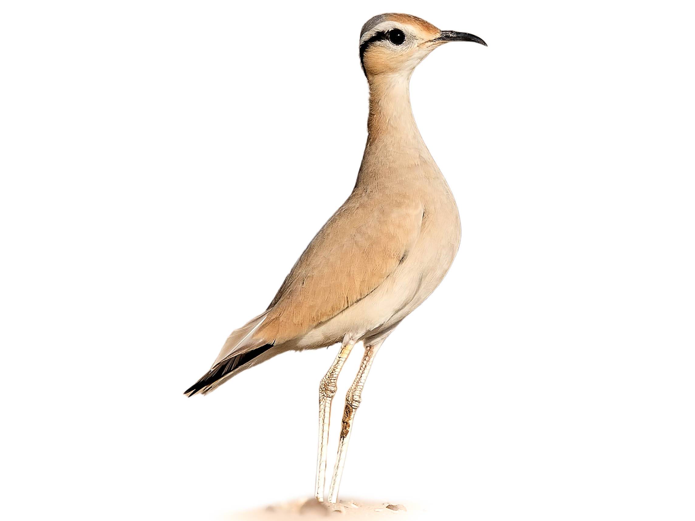 A photo of a Cream-colored Courser (Cursorius cursor)