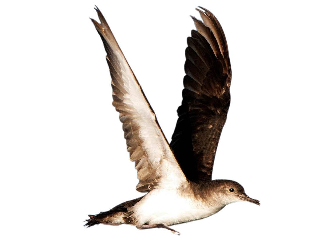 A photo of a Black-vented Shearwater (Puffinus opisthomelas)