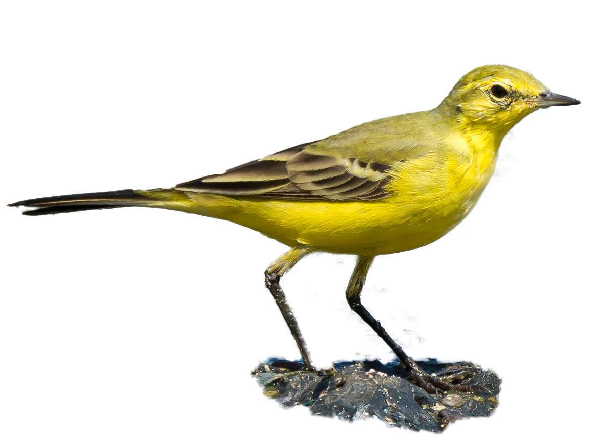 A photo of a Western Yellow Wagtail (Motacilla flava), male