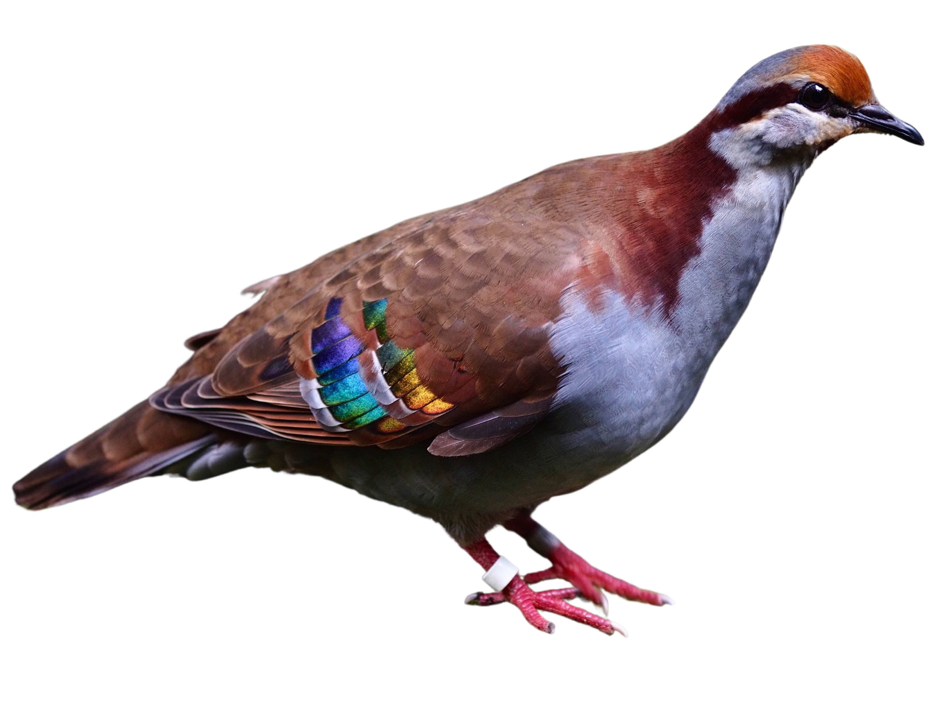 A photo of a Brush Bronzewing (Phaps elegans)