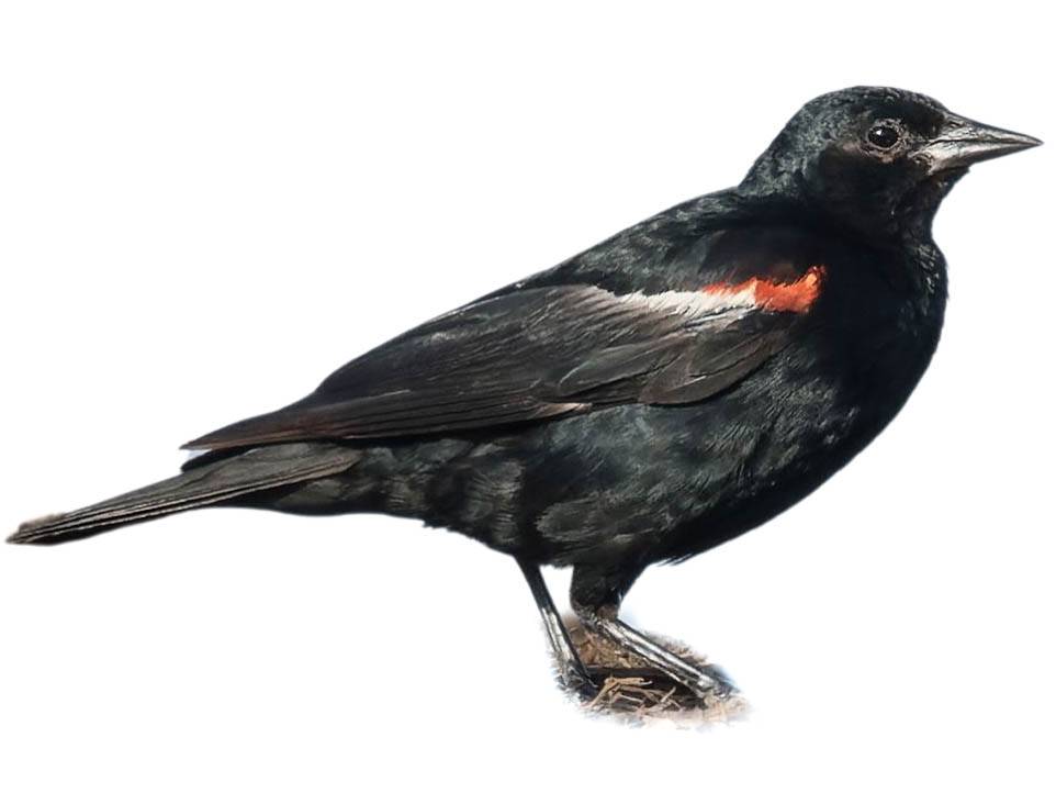 A photo of a Tricolored Blackbird (Agelaius tricolor), male