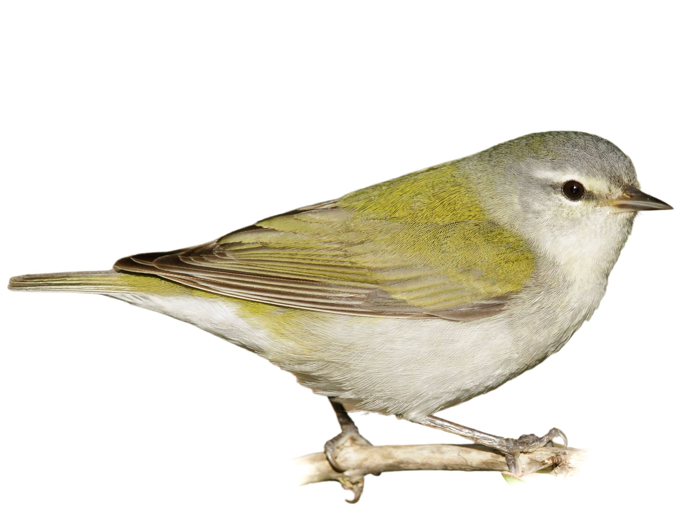 A photo of a Tennessee Warbler (Leiothlypis peregrina), male