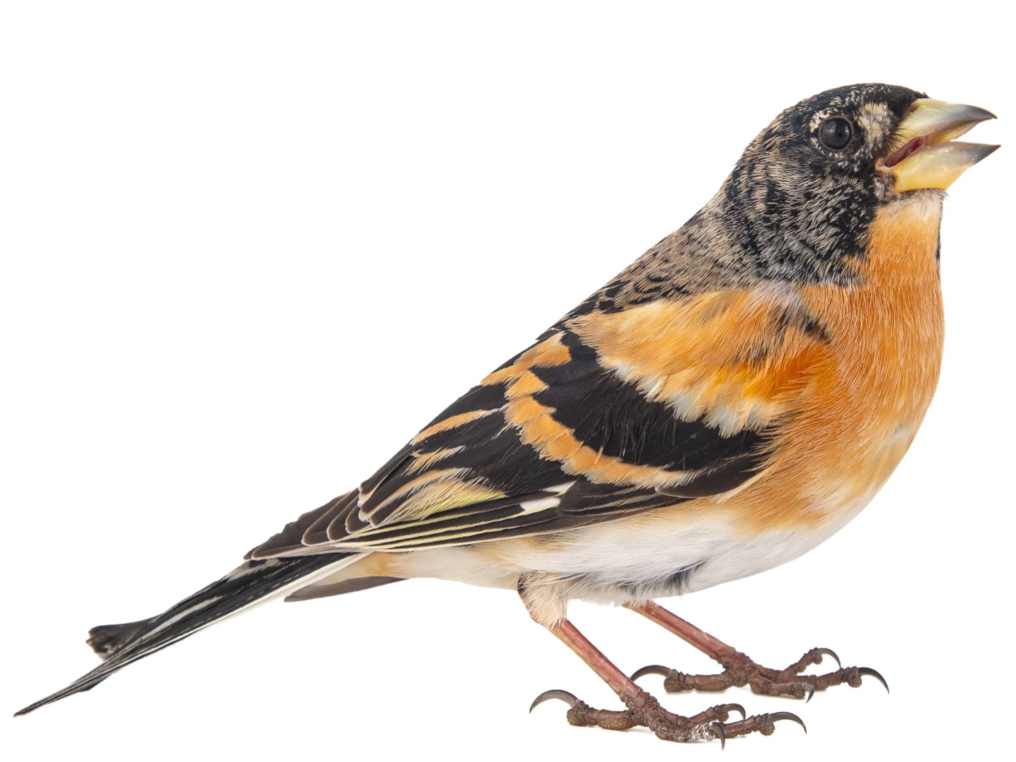 A photo of a Brambling (Fringilla montifringilla), male