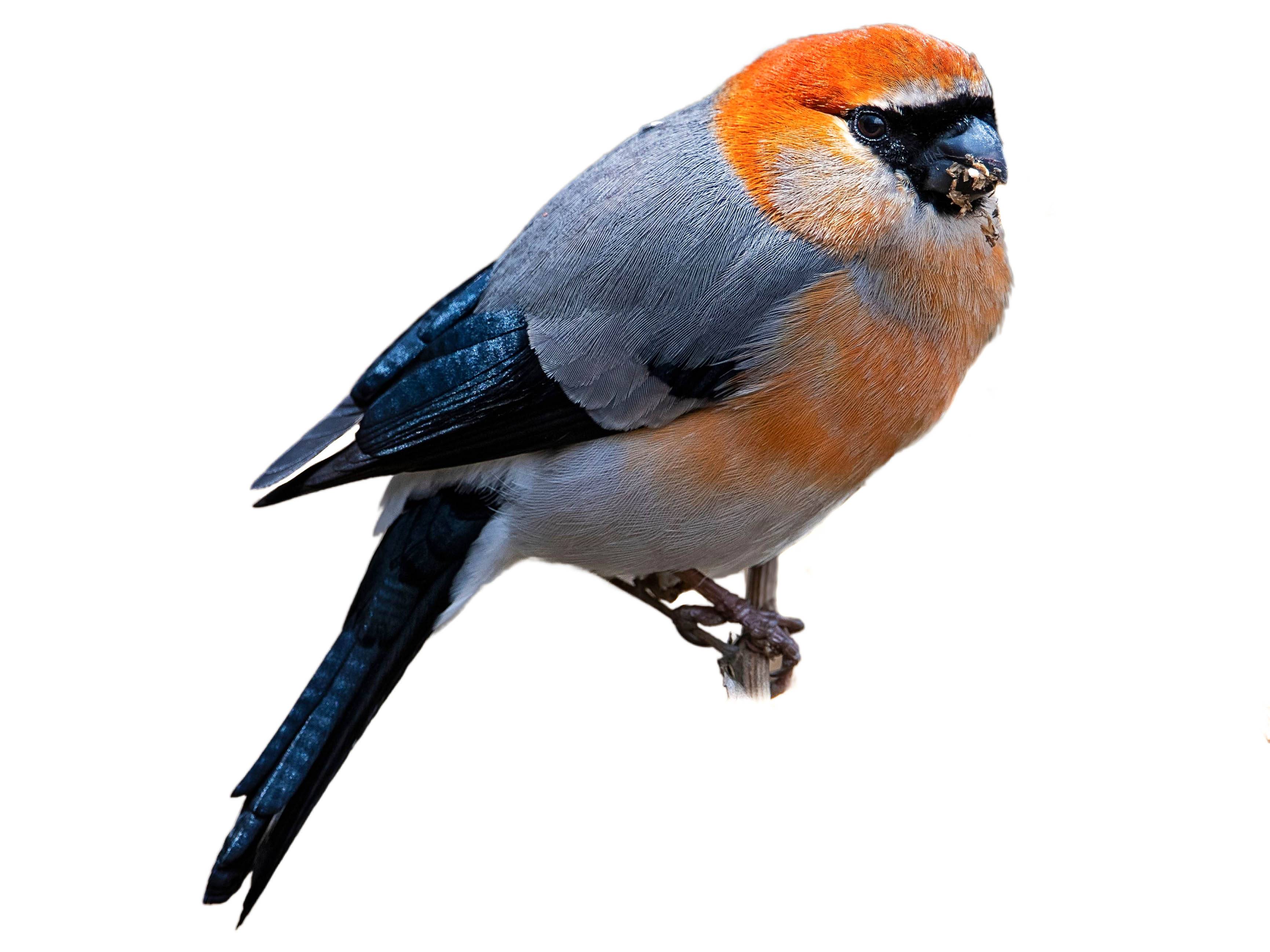 A photo of a Red-headed Bullfinch (Pyrrhula erythrocephala), male