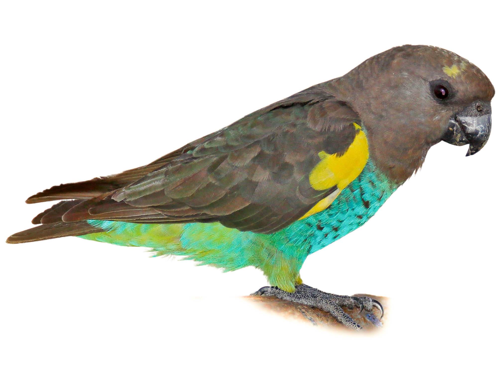 A photo of a Meyer's Parrot (Poicephalus meyeri)